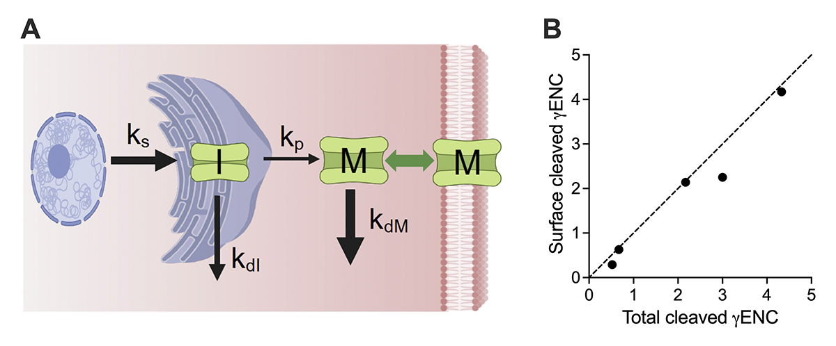 Frindt, Palmer et al. study the kinetics of processing of the epithelial Na channel (ENaC) in rat kidney. Alterations in levels of aldosterone produced rapid changes in cleaved γENaC and αENaC, with slower changes in full-length forms of the subunits. hubs.la/Q03Cmmv30