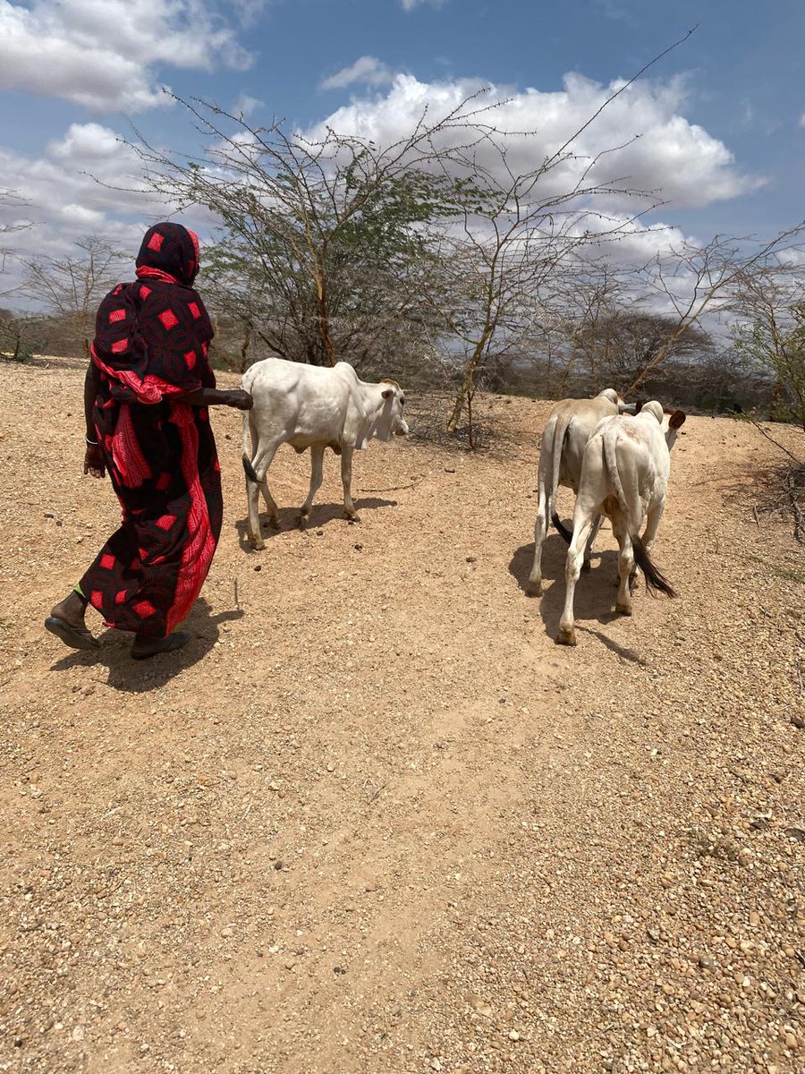 InitiativeTana's tweet photo. From parched lands to flowing waters  protecting River Tana means securing life for people, livestock, and nature. #ClimateAction #WaterCrisis #SaveOurRivers @Africa_WaterAmb @BrianMisiati @WWF_Kenya @EnvironOdongo https://t.co/I7eMvZ0Nlt