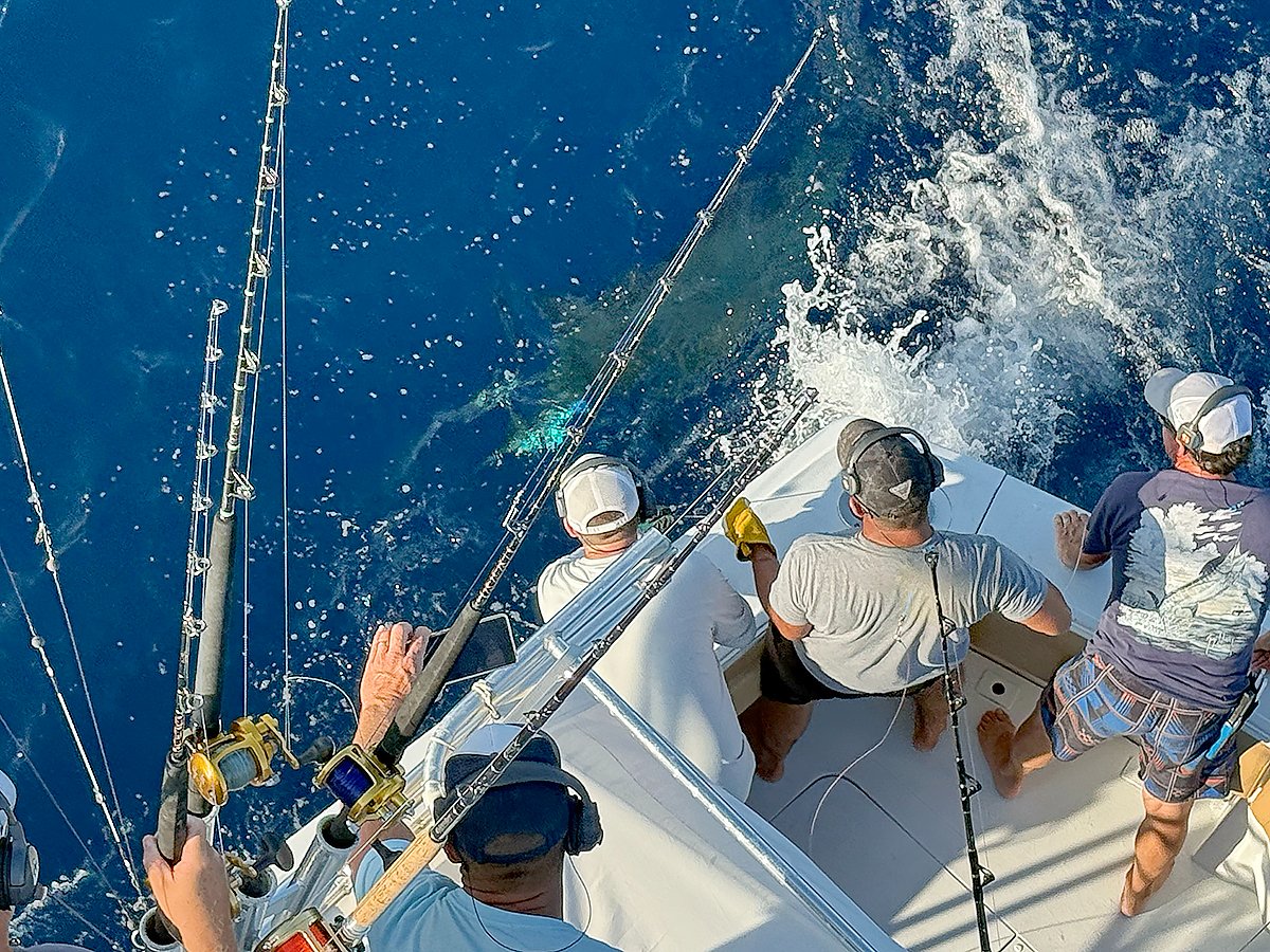 roffsfishing's tweet image. ROFFS client Eliott Brown fished with his crew on the Honu recently out of Freeport, TX and released a blue marlin & sailfish along with this nice bull dolphin!
roffs.com/texas-to-bullw…
#ROFFS #ROFFSFishing #SaveTime #SaveFuel #DontGuess #CatchFish #UseROFFS