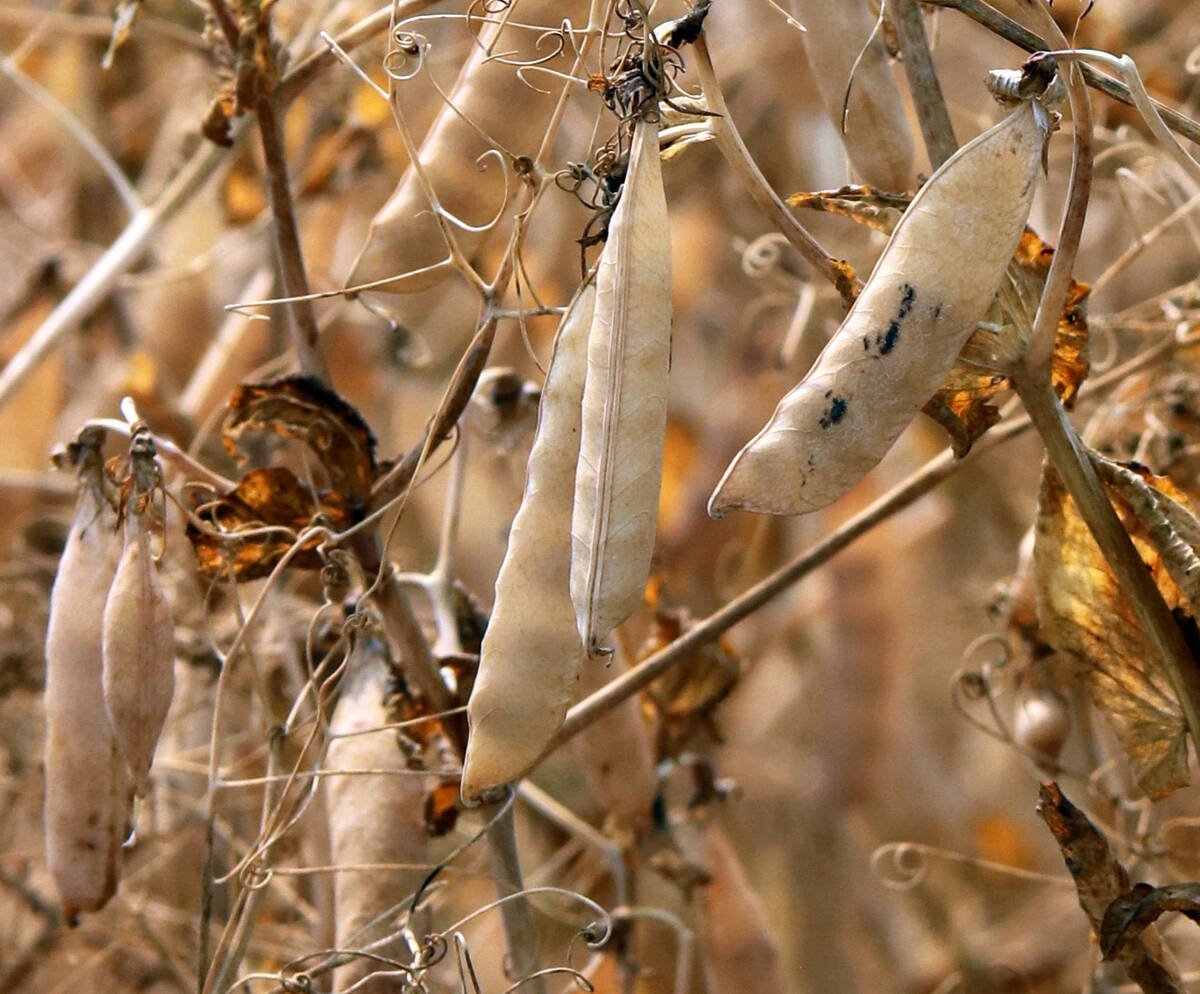China launches anti-dumping investigation into Canadian pea starch vist.ly/435k7 #cdnag #westcdnag
