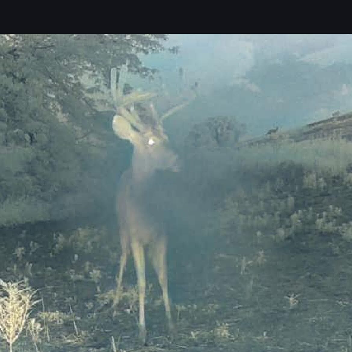 🦌 Buck Chasers 🦌 tweet media