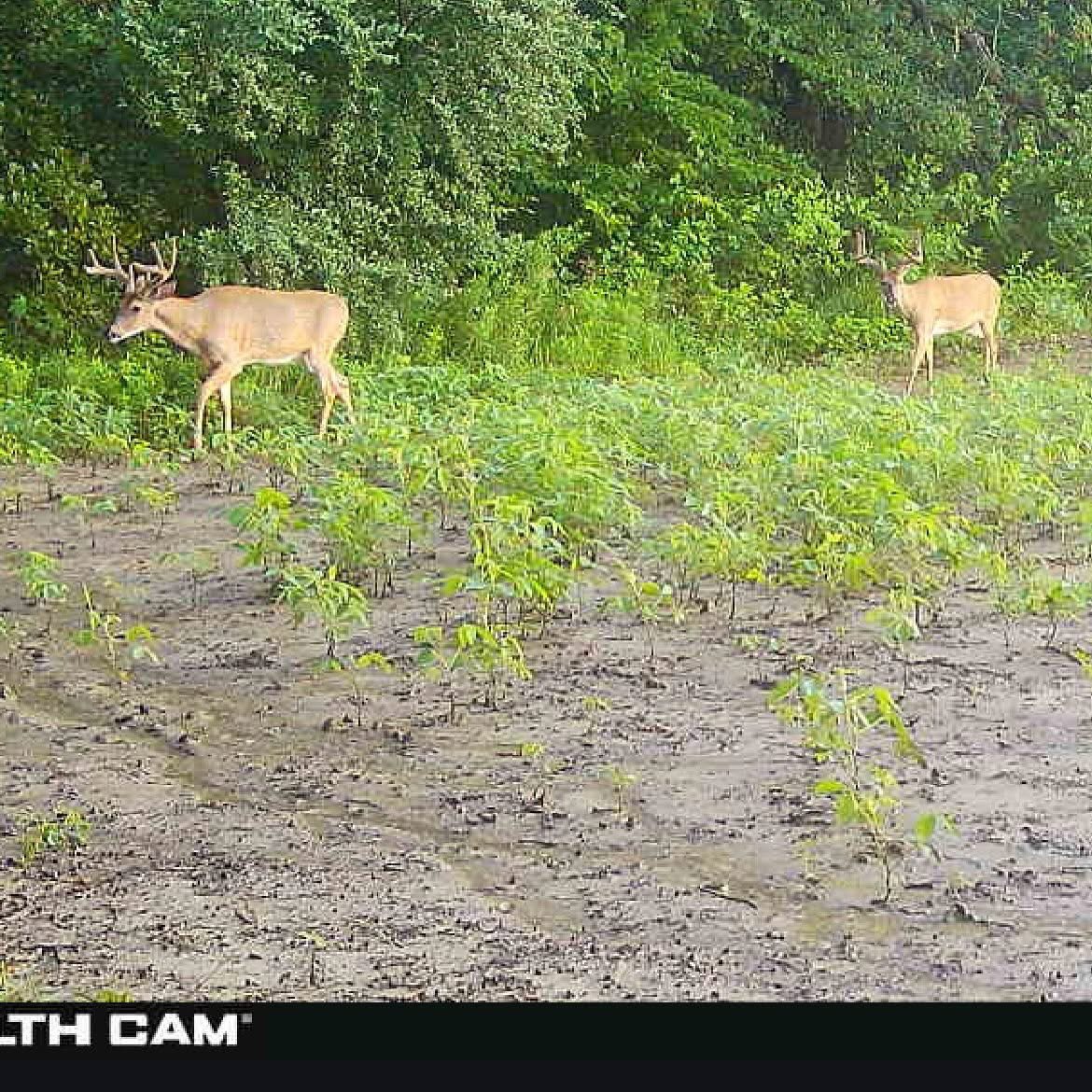 🦌 Buck Chasers 🦌 tweet media