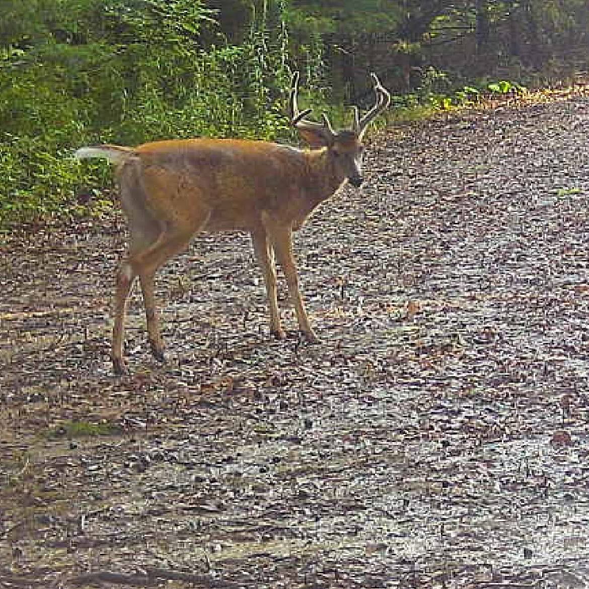 🦌 Buck Chasers 🦌 tweet media