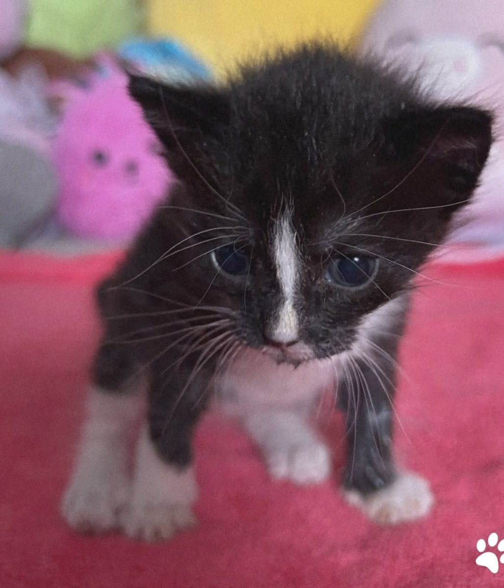 Say hello to my new kittens <a href="/KYR_SP33DY/">KYR SP33DY</a> the tuxedo aka Speedy and <a href="/Albi_SideArms/">Albi (SideArms)</a> the little puff(self-explanatory) aka Sidearms