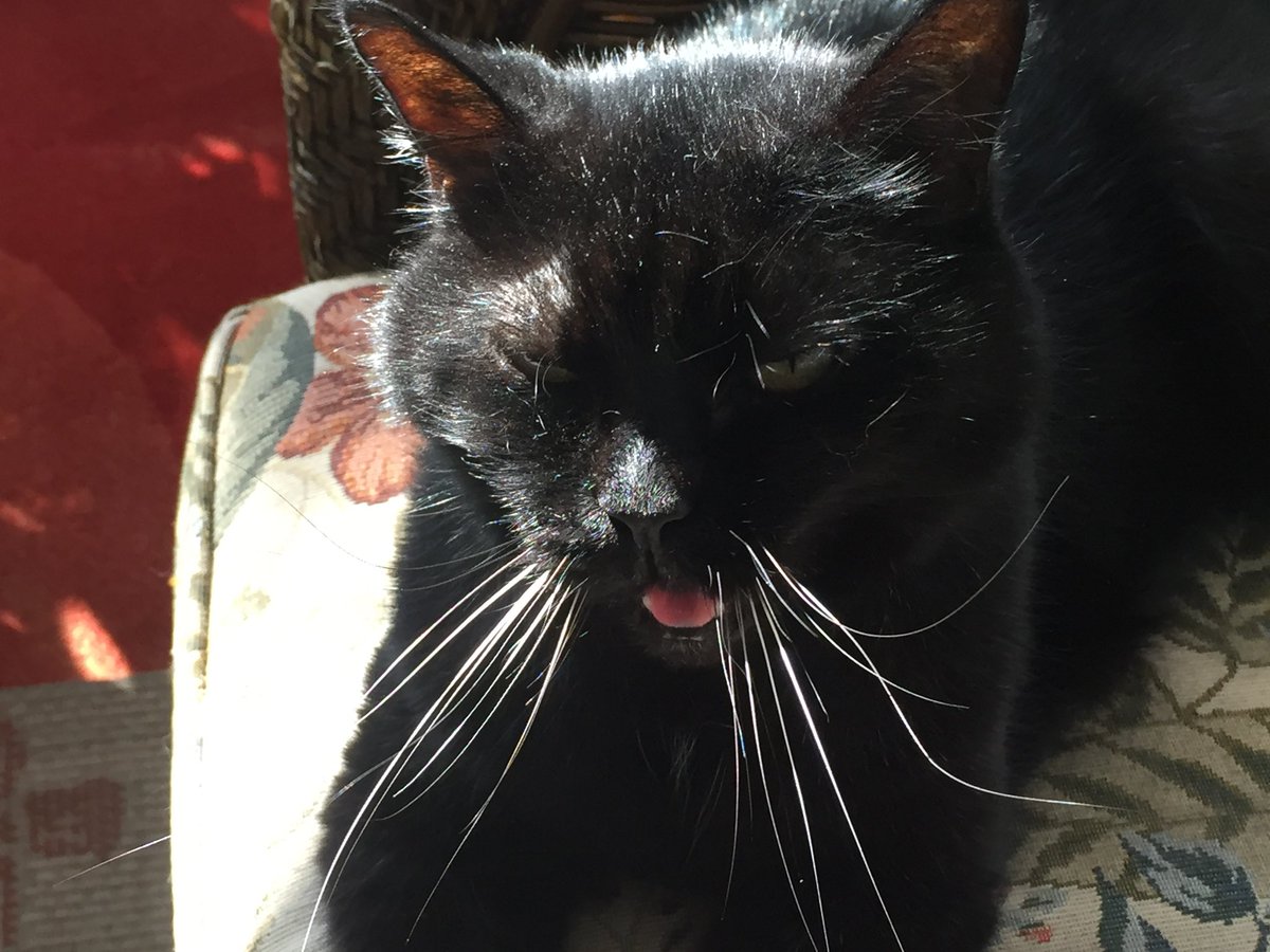 SqueakynBB (@squeakynb) on Twitter photo Happy #tongueouttuessay Everyone with purrs and love 😽💛
<a href="/DebraD17888013/">Debra D</a> <a href="/Andy18512371/">Maggie and 🌈 Scribbles 🌈</a> <a href="/Marina935home/">Marina Mueller</a> <a href="/starbuckssue/">💜Tia 🧡Phoebe 😇❤️Angel Plum 😇💙Angel Boo ⛅️🌈⛅️</a> <a href="/MrsToggit/">Pickle 🤍🖤Finlay🧡🤍 & 🌈Skweek 🤎🤍 & 🌈Bubble🤎</a> <a href="/Wackelkasper/">Oscar, Sunny&Barney 🐈🐈</a> <a href="/AmbassacatBXL/">Titi</a> <a href="/Eliot01375004/">Eliot, big brofur of Atwood & Borys 🇦🇺 🇺🇦</a> <a href="/FreddyKitty/">KittyFreddy</a>
#SuperSeniorCatsClub Have some tuna too 😹🐈⬛ Happy #tongueouttuessay Everyone with purrs and love 😽💛
<a href="/DebraD17888013/">Debra D</a> <a href="/Andy18512371/">Maggie and 🌈 Scribbles 🌈</a> <a href="/Marina935home/">Marina Mueller</a> <a href="/starbuckssue/">💜Tia 🧡Phoebe 😇❤️Angel Plum 😇💙Angel Boo ⛅️🌈⛅️</a> <a href="/MrsToggit/">Pickle 🤍🖤Finlay🧡🤍 & 🌈Skweek 🤎🤍 & 🌈Bubble🤎</a> <a href="/Wackelkasper/">Oscar, Sunny&Barney 🐈🐈</a> <a href="/AmbassacatBXL/">Titi</a> <a href="/Eliot01375004/">Eliot, big brofur of Atwood & Borys 🇦🇺 🇺🇦</a> <a href="/FreddyKitty/">KittyFreddy</a>
#SuperSeniorCatsClub Have some tuna too 😹🐈⬛