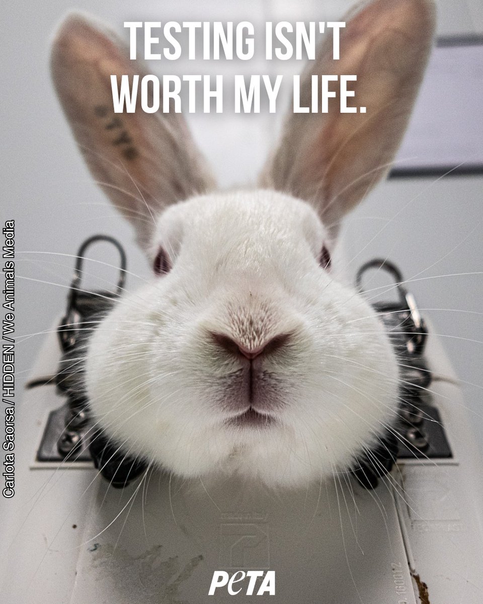Restrained, not able to move, and scared. Imagine being this rabbit.

Experiments on animals are cruel and expensive, and they can produce dangerously misleading results that are inapplicable to humans.

#EndAnimalTesting