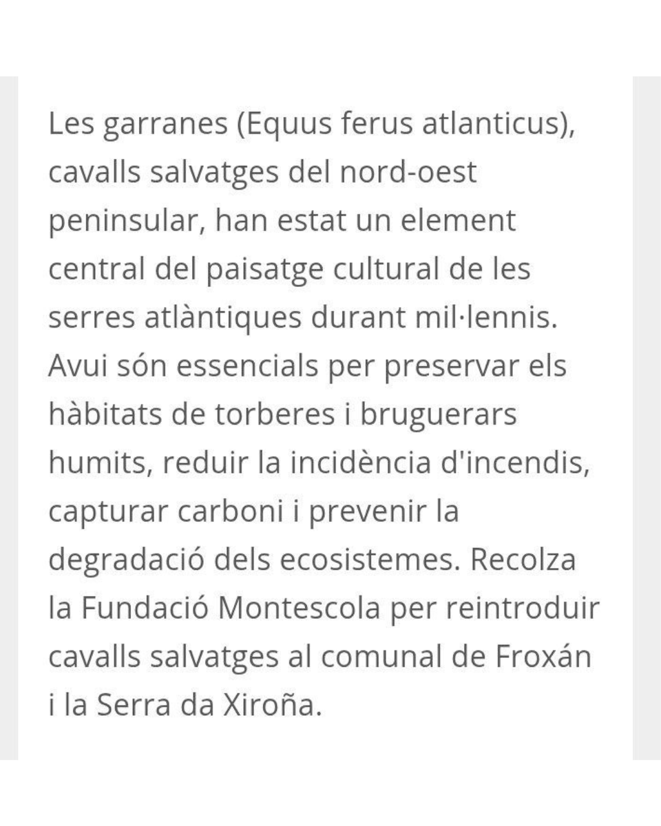 RelComunal's tweet photo. 🐴 A volta das bestas: recuperem els cavalls salvatges de Froxán (Galícia)
La Fundació Montescola reintrodueix cavalls salvatges al #comunal de Froxán i la Serra da Xiroña, i busca recolzament:
https://t.co/nnyrKmCbMl
https://t.co/3reitMLj1M
https://t.co/4bbhTgSLIL https://t.co/scDlTqJfMo