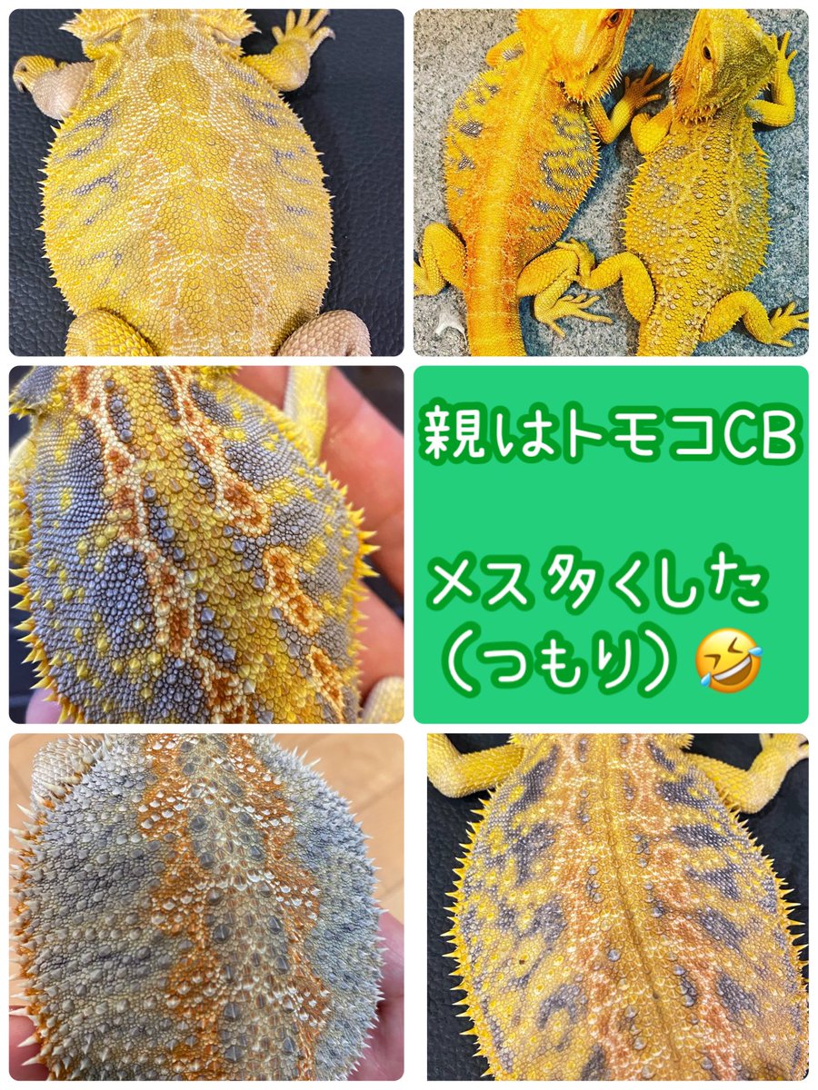 #ウィットブリッツ
#フトアゴヒゲトカゲ

生まれてきてます💛
まだ卵🥚あるので
ごそっ！と かっこよく 持ってってぇ（笑）