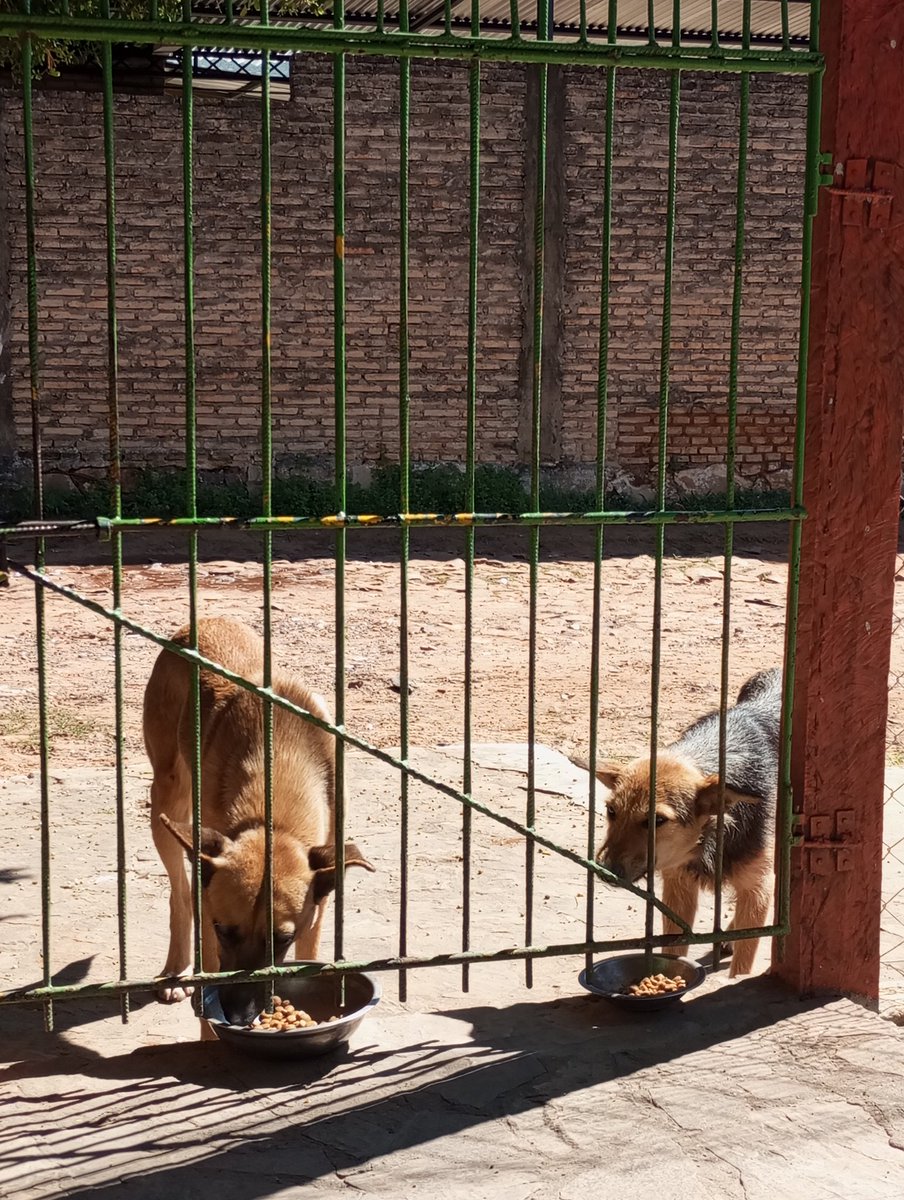 Saludos de Vago y Nena que llegaron tarde para almorzar 🥹