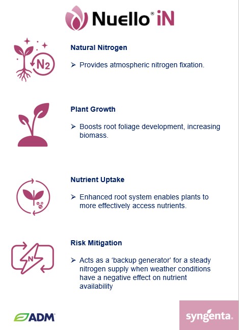 Looking for a nitrogen “back-up generator” in times of nutrient stress? 🚜

Try Nuello iN from Syngenta available on your autumn cereal seed requirements

View our seed catalogue: bit.ly/44YbnQL