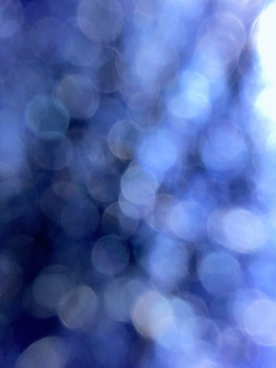 PJ’s Garden tweet media