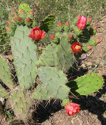 Gardening in drought conditions.
“I prefer the cactus, for the simple reason that it has a more interesting personality. It has wonderfully adapted itself to its surroundings! It is the best illustration of the theory of evolution in plant life.” Charles Proteus Steinmetz