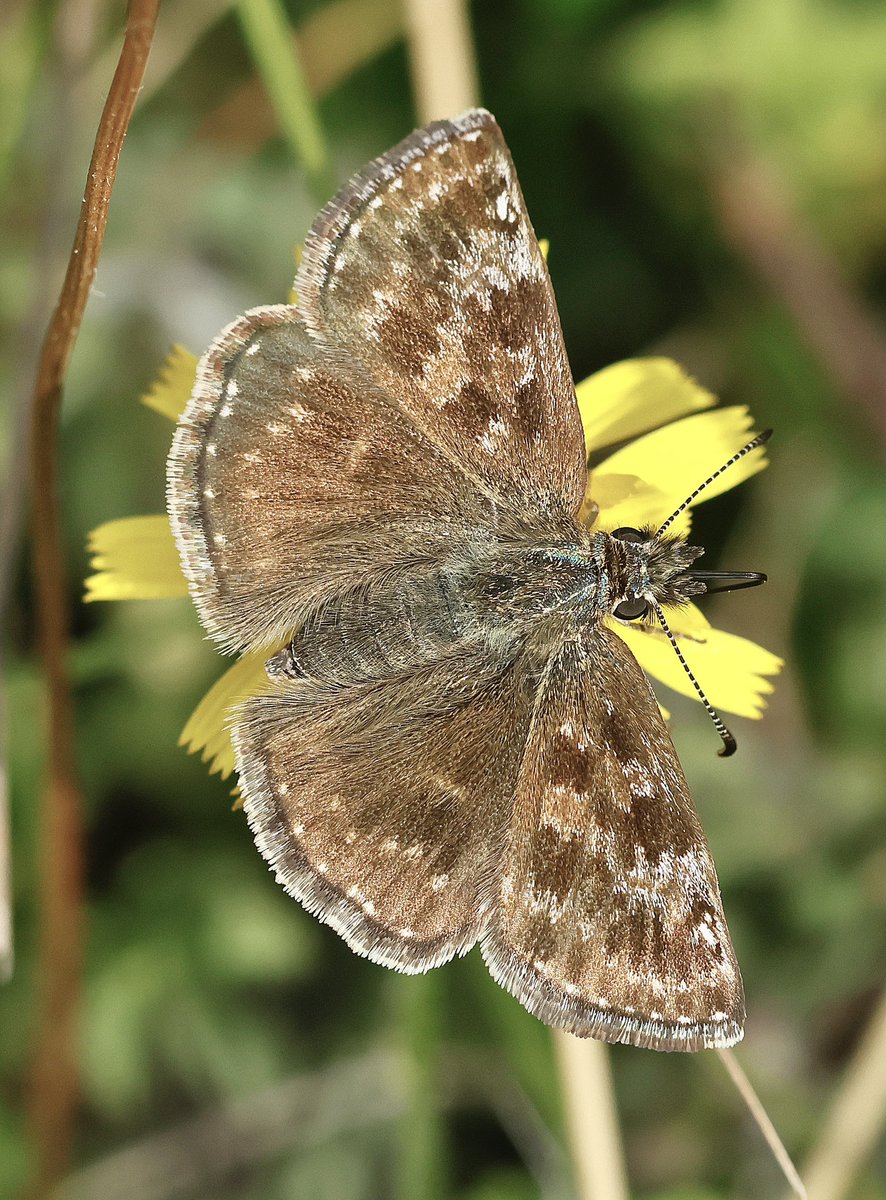 Steve Nikols tweet media