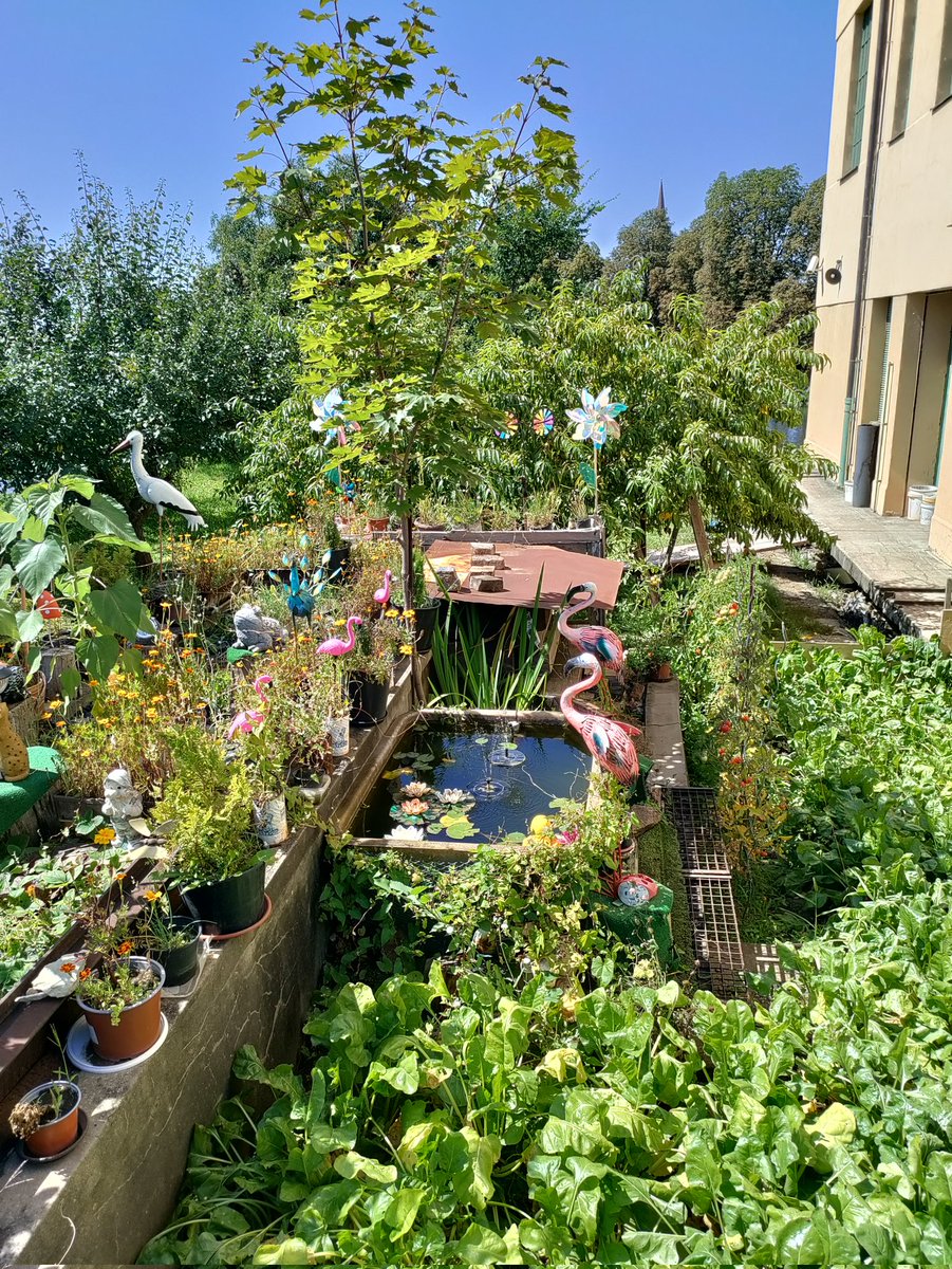 bury me under a pine tree tweet media