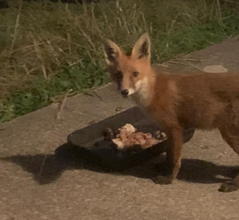 Ban Blood Sports (@banbloodsports) on Twitter photo A beautiful Irish fox enjoying a late night snack. Repost to tell <a href="/MichealMartinTD/">Micheál Martin</a> <a href="/SimonHarrisTD/">Simon Harris TD</a> to give protection to foxes and #BanFoxHunting 🦊 A beautiful Irish fox enjoying a late night snack. Repost to tell <a href="/MichealMartinTD/">Micheál Martin</a> <a href="/SimonHarrisTD/">Simon Harris TD</a> to give protection to foxes and #BanFoxHunting 🦊