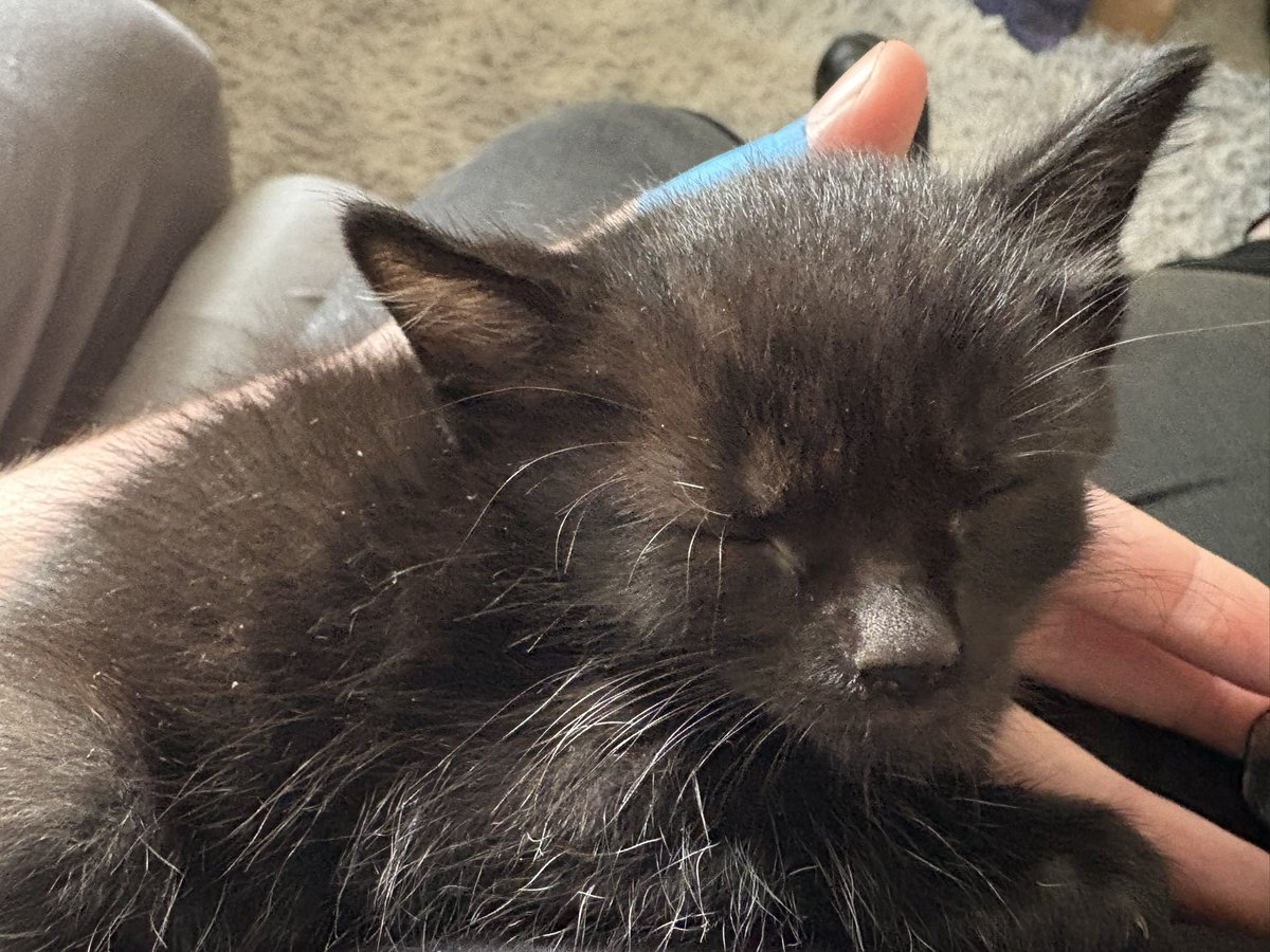 kaialite's tweet photo. @thatqueerkiwi i’m getting a cat and i’m so excited. look at this little guy https://t.co/y9v7VB03Lv