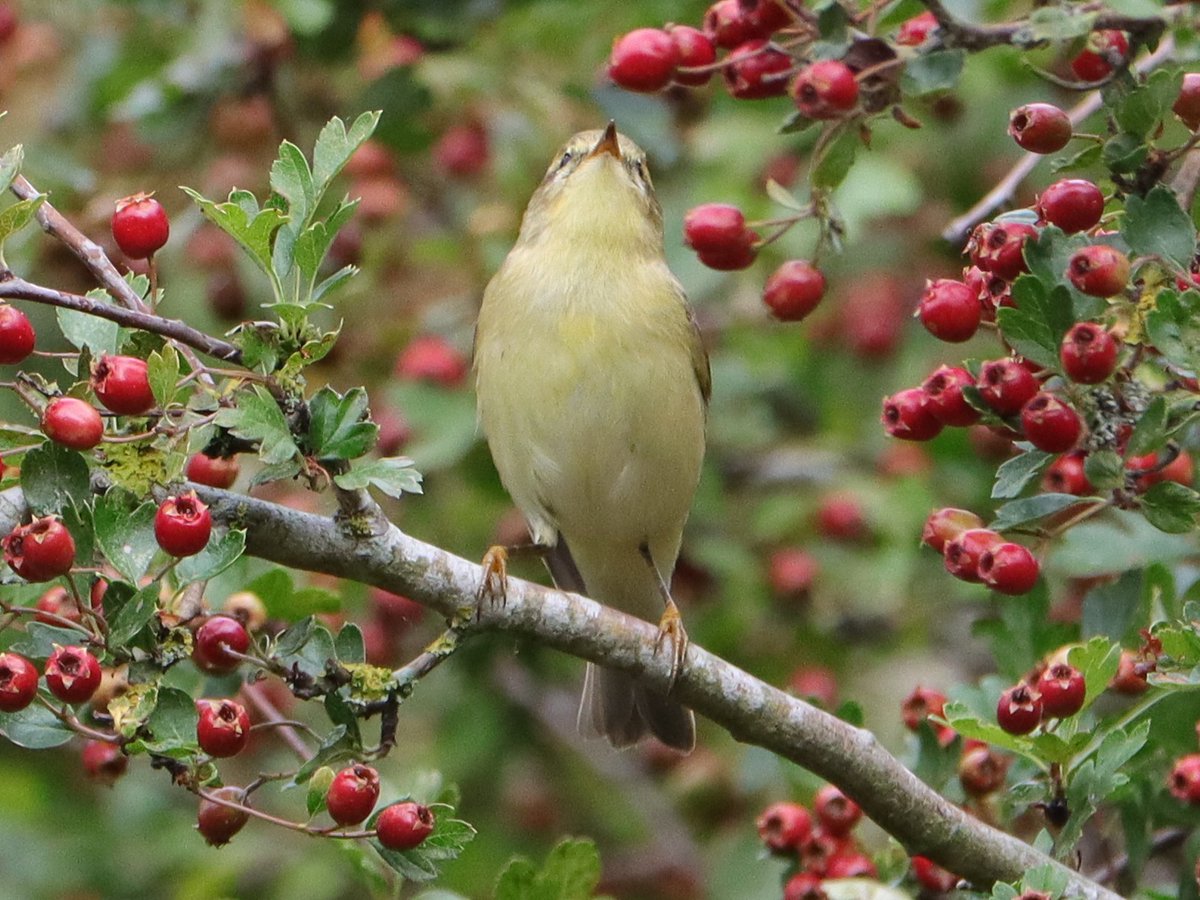 Tony Stanford (@tstanford3722) on Twitter photo Willow Warbler today at Summer Leys NR. <a href="/wildlifebcn/">The Wildlife Trust for Beds, Cambs & Northants</a> <a href="/Natures_Voice/">RSPB</a> <a href="/NatureUK/">NatureUK</a> <a href="/Britnatureguide/">The British Nature Guide</a> #BirdsSeenIn2025 #NaturePhotography Willow Warbler today at Summer Leys NR. <a href="/wildlifebcn/">The Wildlife Trust for Beds, Cambs & Northants</a> <a href="/Natures_Voice/">RSPB</a> <a href="/NatureUK/">NatureUK</a> <a href="/Britnatureguide/">The British Nature Guide</a> #BirdsSeenIn2025 #NaturePhotography
