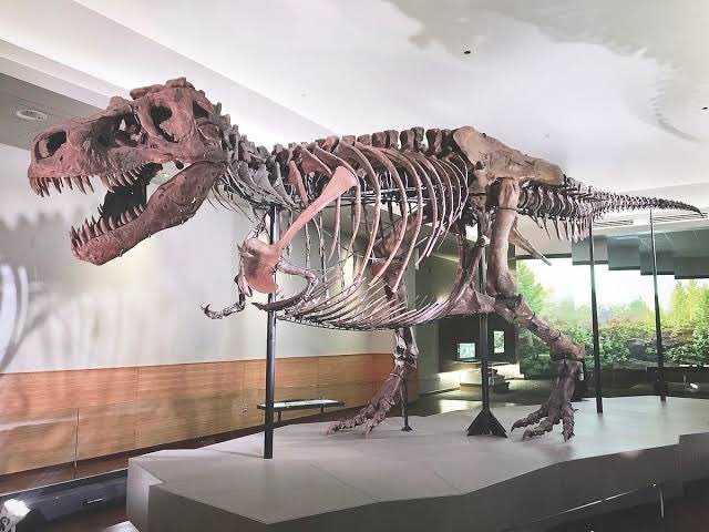 Sue the T. rex was discovered on this day in 1990 (photo from spokesman-review)