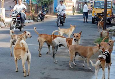 raniswati7428's tweet photo. साथियों सभी आवारा कुत्तों को सड़क से हटाना चाहिए?आपकी नजर में सुप्रीम कोर्ट का फैसला सही या ग़लत?
#straydogs | #RabiesControl | #Shelter | #StrayDogs | #supreme_court https://t.co/yn3Sc09BEF