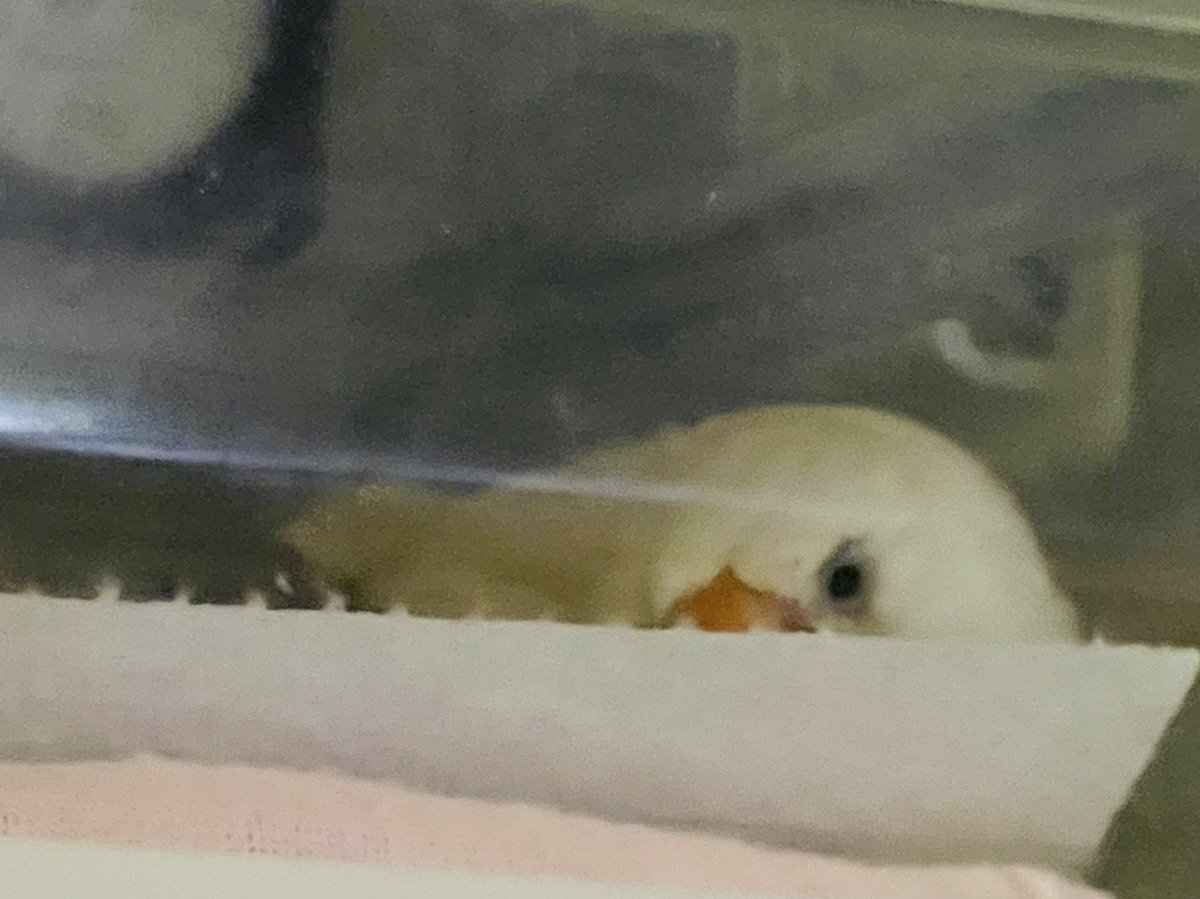 おやすミィ〜(_ _).｡o○
ビタちゃんと見つめながら毎晩　眠りにつく

  #キンカチョウ　#錦華鳥　#白キンカ
