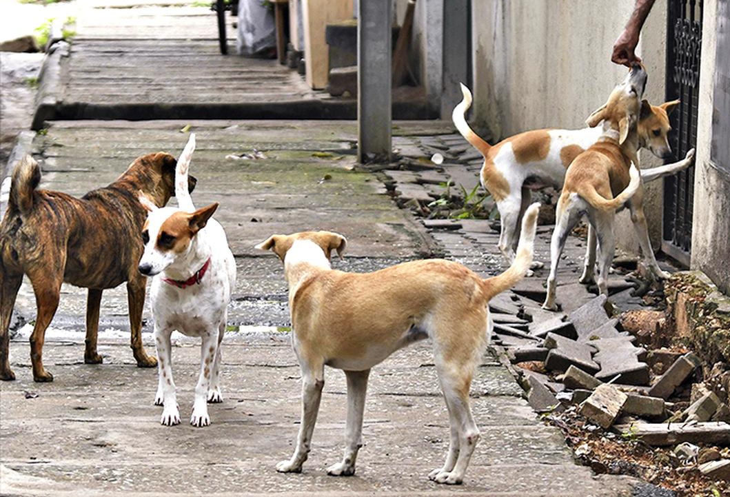 After #SupremeCourt order on #StrayDogs, the onus of action lies with the civic authorities, in Ghaziabad, this is the #Ghaziabad Nagar Nigam. AOA/RWA representatives are only required to press the GNN for compliance with SC order by submitting repeated written complaints.