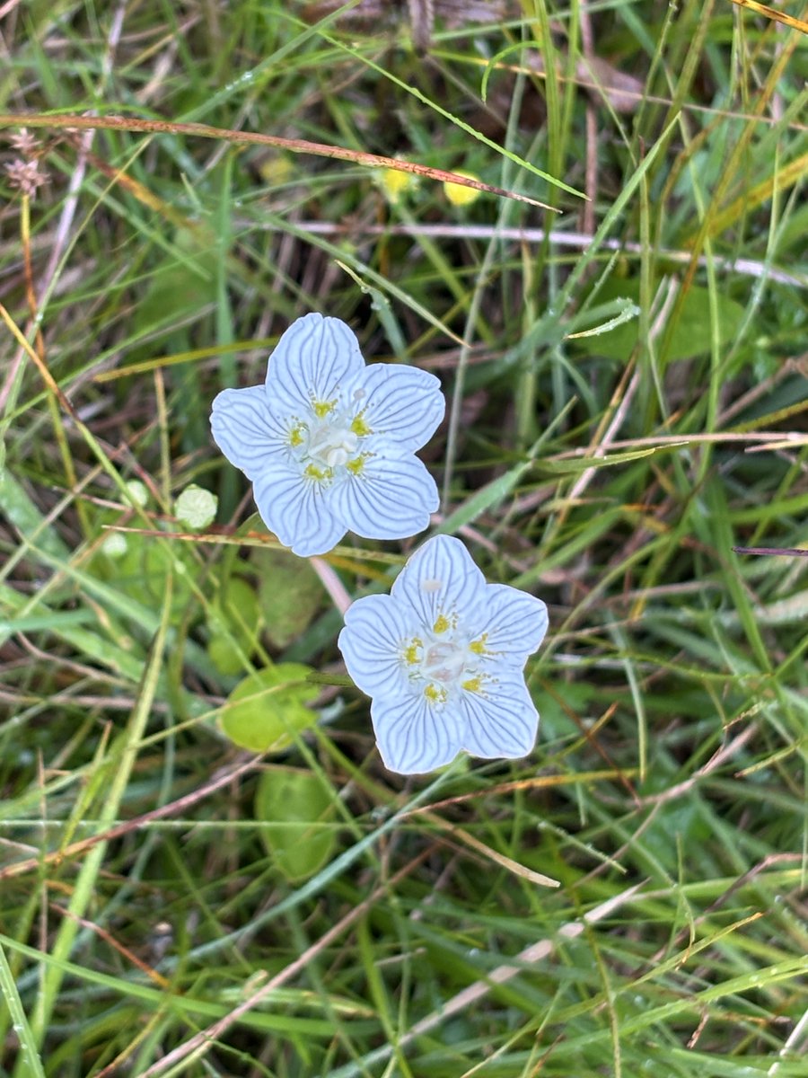 Countrystride tweet media