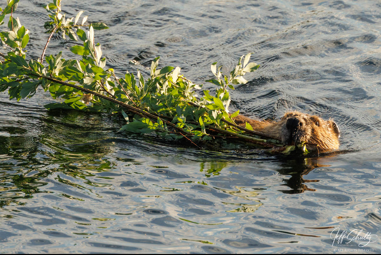 IditarodJeff's tweet photo. Along the Denali Highway in late July, I looked over in a small lake and saw this branch floating; then I realized it was being pulled. This busy beaver was bringing food to its lodge. Wonderful to see nature at work.
#jeffschultz #Alaska #nature #photography #Canon https://t.co/nlNuf0aSQZ