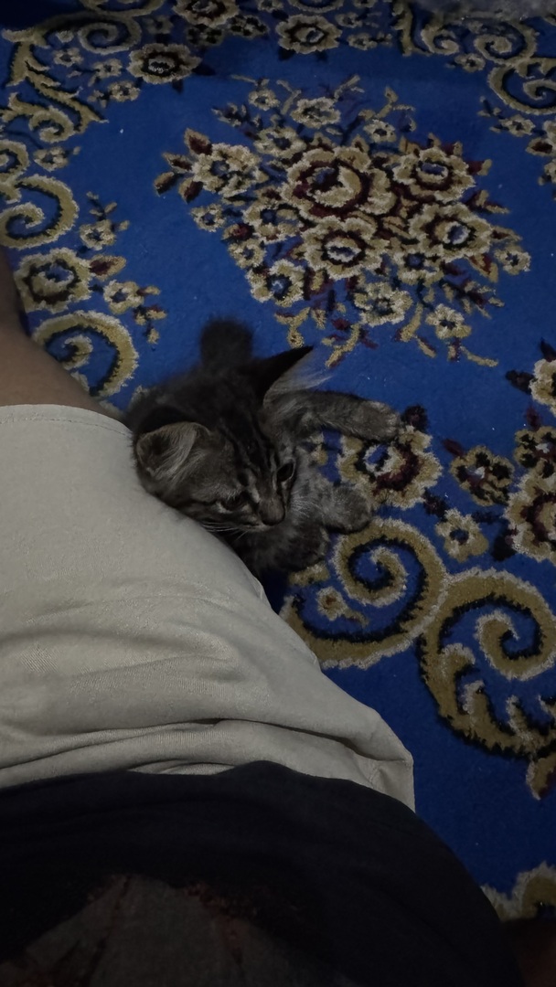 sbyfess's tweet photo. -rek aku baru adop bayi kucing umur 1-2 bulan ini aku masih awam dunia kitten. Saran awal adop aku harus apa aja selain ngsih makanan khusus mother &amp; kitten biar sehat luar dalam https://t.co/3WfXetROmW