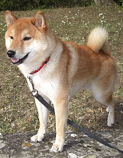 Taiki Inu - The Face of Shib (CTO) (@taikiinucto) on Twitter photo New relic found!
Look at this wonderful pic of Taiki from August 2008 😍
It was taken by the legend himself <a href="/rvasarri/">Roberto Vasarri</a>
Before DOGE. Before SHIB. There was TAIKI. New relic found!
Look at this wonderful pic of Taiki from August 2008 😍
It was taken by the legend himself <a href="/rvasarri/">Roberto Vasarri</a>
Before DOGE. Before SHIB. There was TAIKI.