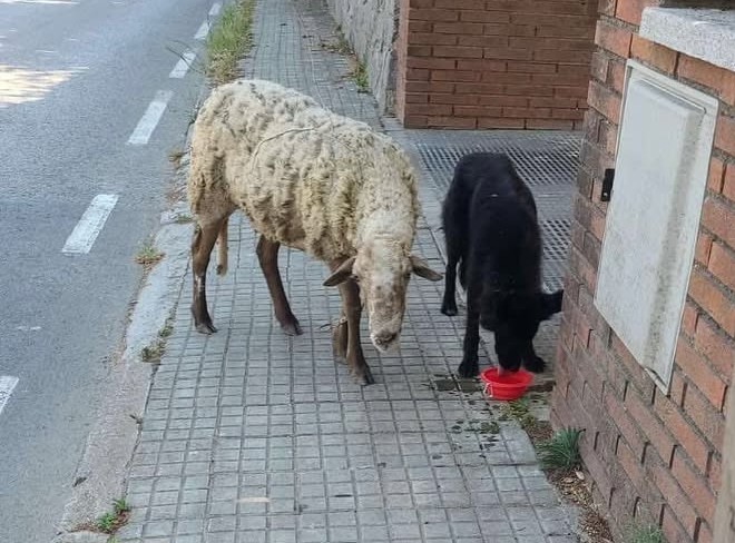 🆘🆘ATENCIÓN🆘🆘
Un perro y una oveja están deambulando por la zona de la estación #Bellaterra
zona #CerdanyoladelVallès.
#Barcelona 
Parece un posible abandono.
No se dejan coger.
Se les ha puesto agua y comida.
Contacto G. Urbana 
Máxima difusión.
📣📣📣
#XarxaBarcelonaPerduts