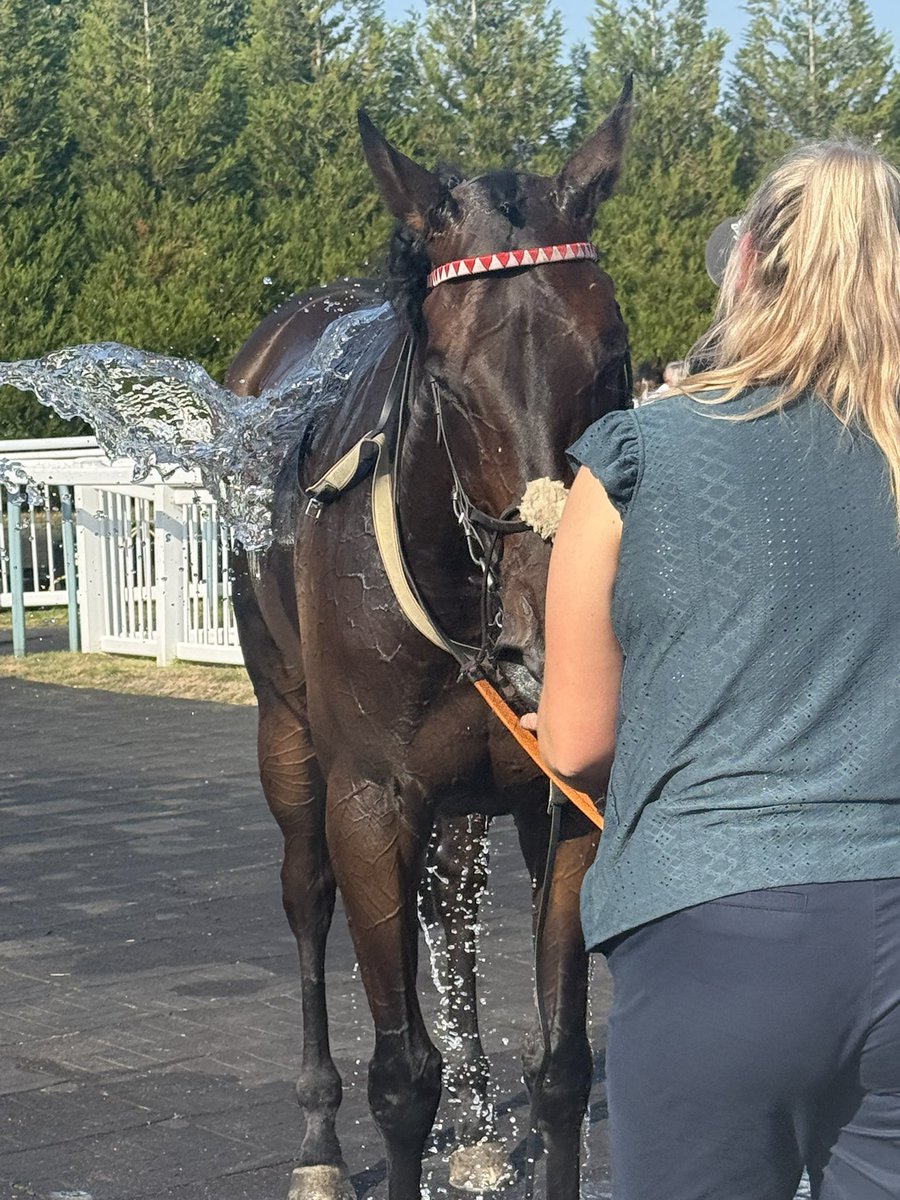 adele82306097's tweet image. Great win for Manila Mist in the heat @LingfieldPark