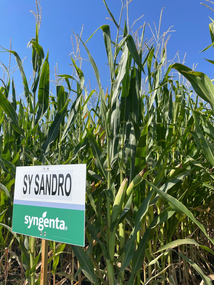 🌽 SY Sandro, el híbrido de maíz de doble aptitud de Syngenta:

✅ Máximo rendimiento en grano y silo
🌽 Planta robusta y mazorca de gran tamaño
🛡️ Alta resistencia y adaptabilidad
🔄 Tecnología Powercell para mejor digestibilidad

Ideal para explotaciones exigentes 💪

Más info