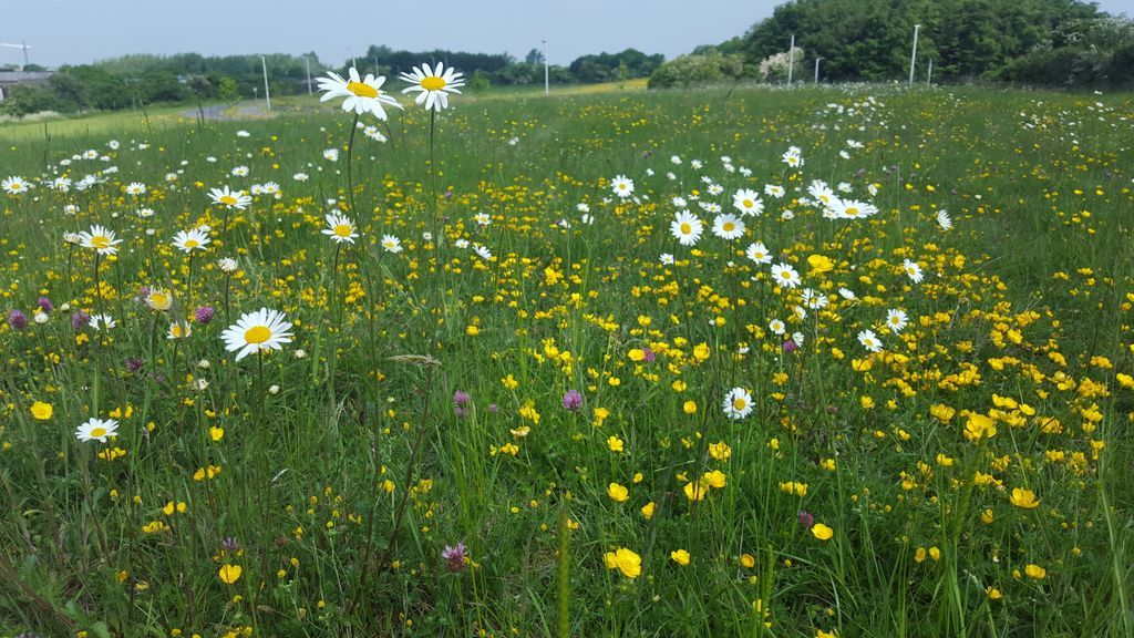 Over the coming weeks, SDCC will be undertaking wildflower meadow mowing and collecting across the County. This work is an essential part of the Council's actions to improve habitats for pollinators and spans over 210 ha. 

All wildflower meadows need management, this usually