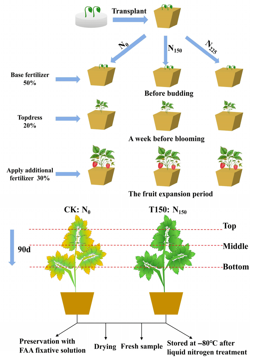 Plants_MDPI's tweet image. 🍓 Nitrogen slows raspberry leaf aging!

Multi-omics study shows N150 boosts growth, pigments, &amp;amp; antioxidant activity while shifting key metabolites (chlorogenic acid ↓, naringenin chalcone ↑).

📖 brnw.ch/21wURjC

#PlantScience #Raspberry #Senescence