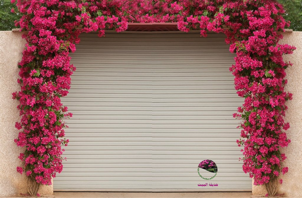 GardenIbrahim's tweet photo. 🌼 من يزرع الجمال… يحصد السعادة https://t.co/PmwbzPrFa1