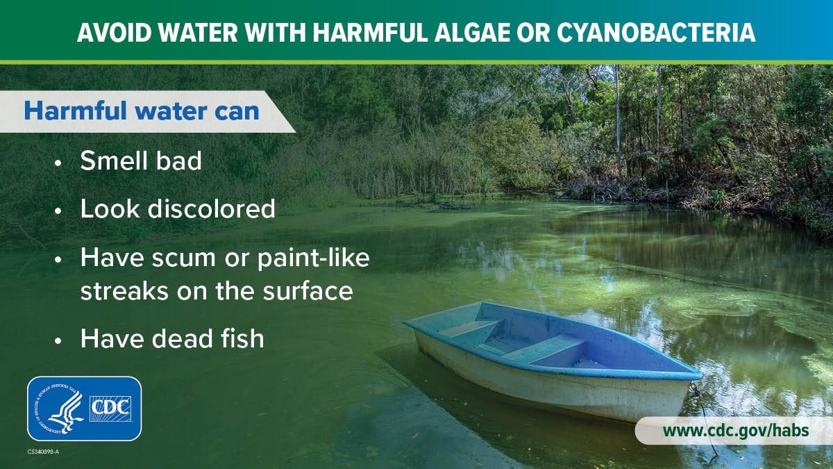 When in doubt, stay out! Water with harmful algae can make you sick. When traveling, protect yourself by:
- Checking for local swim advisories 
- Not going in bodies of water that smell or look bad. 

How to recognize harmful algae: bit.ly/3K7nYG8