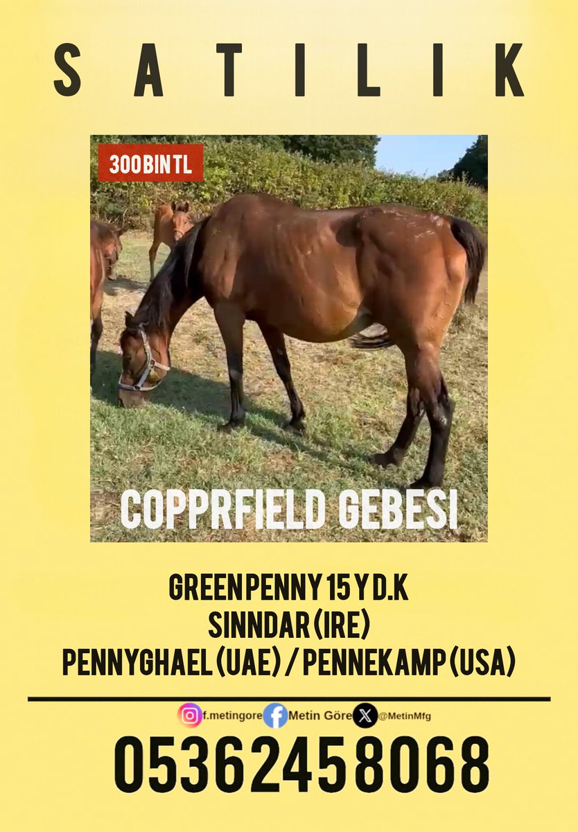 MetinMfg's tweet photo. #Copperfield gebesi, #Sinndar kızı damızlık Green Penny #Varmıtalip, @_Copperfield__ @varmitalip https://t.co/uWIZiX2RDS