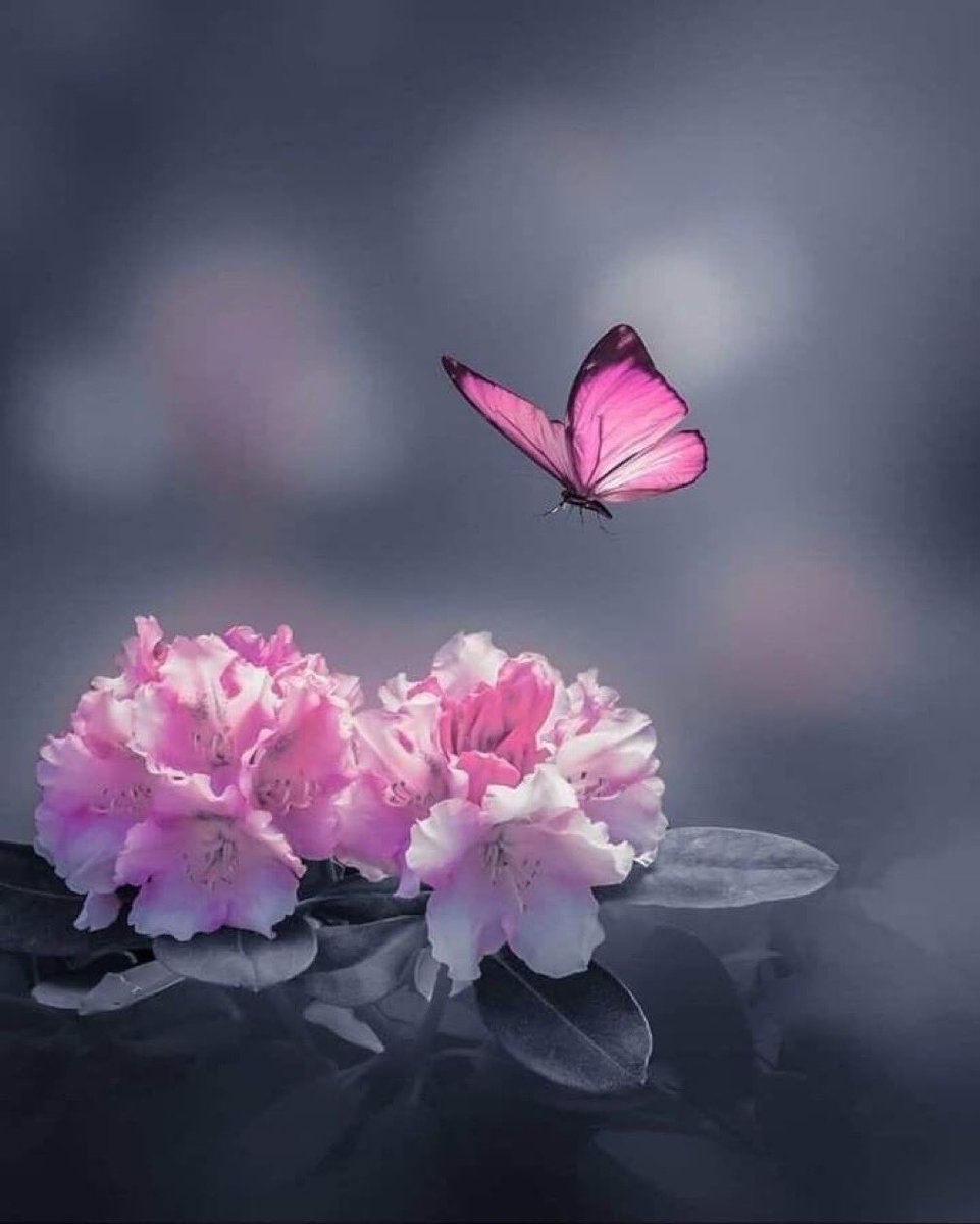 مساء النور🤍🌸