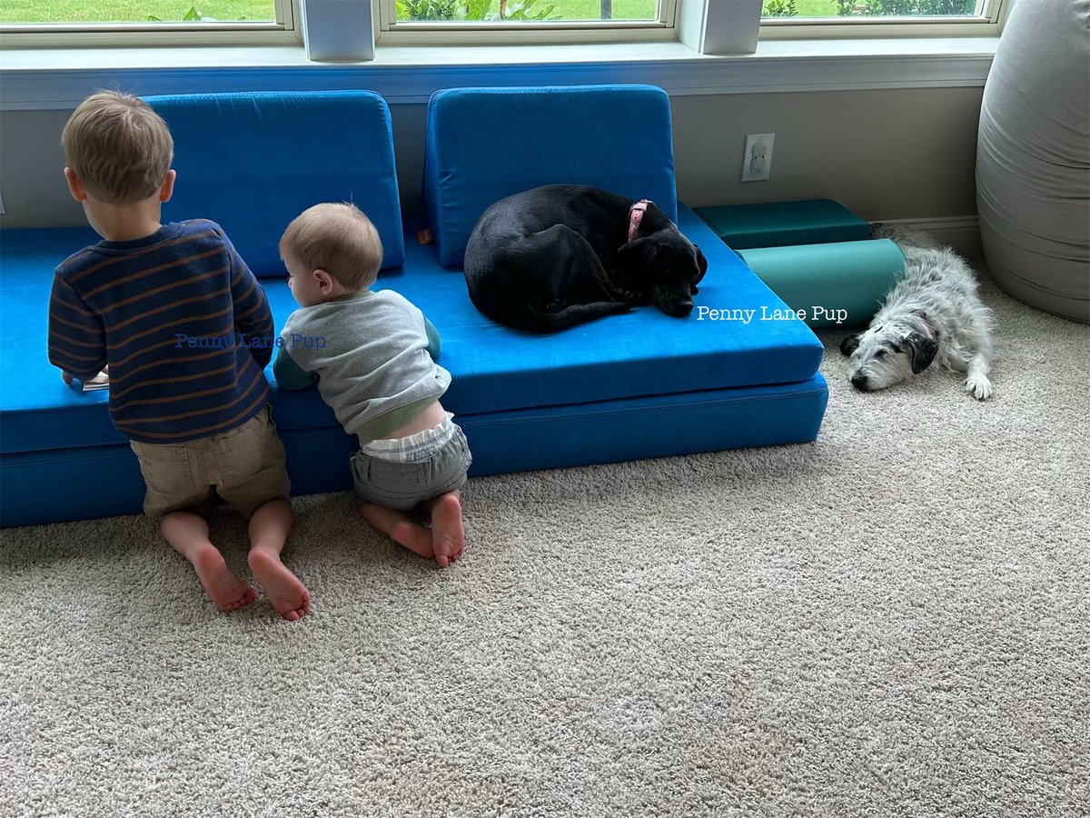 Penny_Lane_Pup's tweet photo. Enjoying some stories while T2B2 reads to us! 📚❤️

Hoping da afternoon is sunnier! ☀️
#dogs #pennylane #lunatoo #t2b2 #t3b3 https://t.co/envUzkIsXq