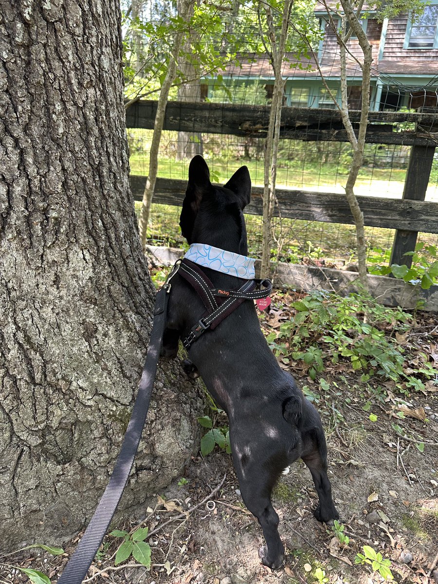 FrenchieColette's tweet image. When I saw chipmunks this past weekend. #frenchbulldogs #dogs