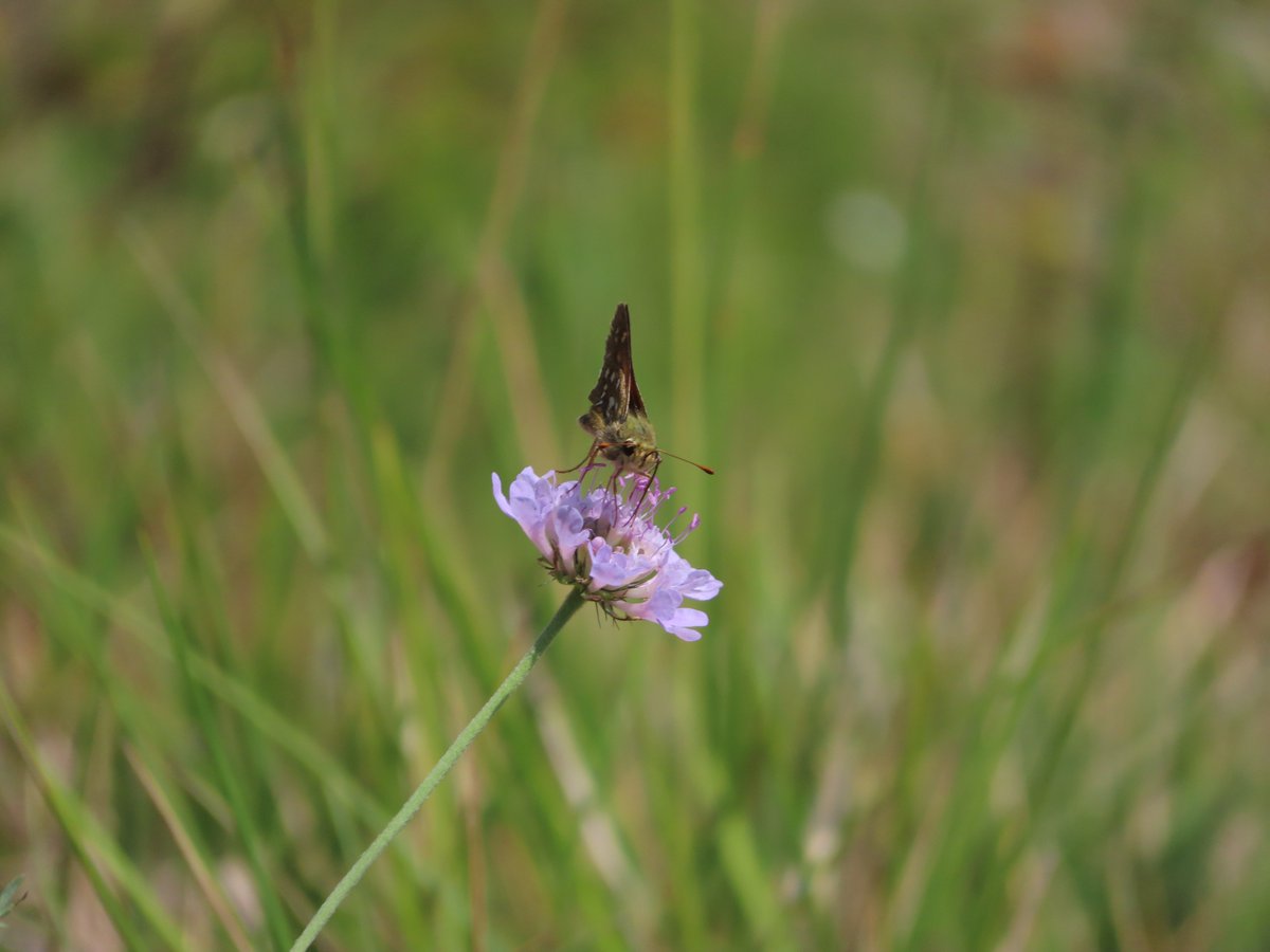 David B (@davidkentnature) on Twitter photo Visit to National Trusts Box Hill in Surrey today. Arrived early and found Clouded Yellows. Then Straw Belle and Scabious Leaf Miner survey with <a href="/savebutterflies/">Butterfly Conservation 🦋</a> Kent and Surrey. Lots of Adonis Blue and Silver Spotted Skipper seen along the way
#moths #butterflies #pollinators Visit to National Trusts Box Hill in Surrey today. Arrived early and found Clouded Yellows. Then Straw Belle and Scabious Leaf Miner survey with <a href="/savebutterflies/">Butterfly Conservation 🦋</a> Kent and Surrey. Lots of Adonis Blue and Silver Spotted Skipper seen along the way
#moths #butterflies #pollinators