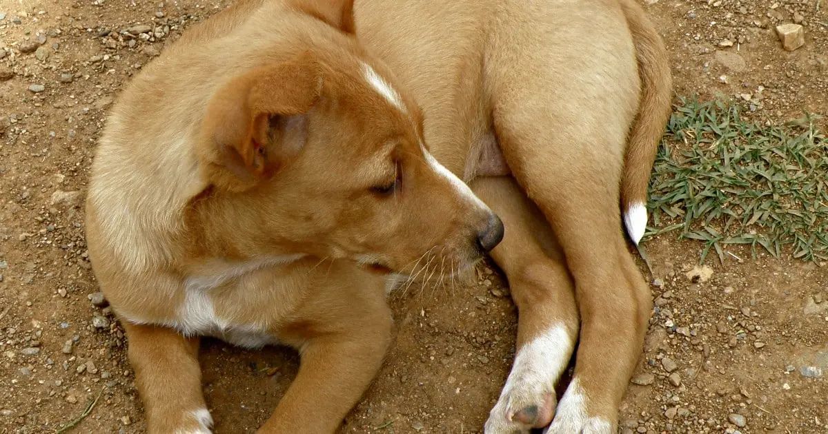 Spanish_Revo's tweet photo. 1️⃣ En Azuaga (Badajoz), un cazador apodado El Patilla dejó morir de hambre y sed a 32 perros. Durante dos meses. Algunos seguían atados con cadenas cuando los encontró la Guardia Civil. Otros habían sido devorados por los pocos que aguantaron unos días más. https://t.co/ha63aWE4iQ