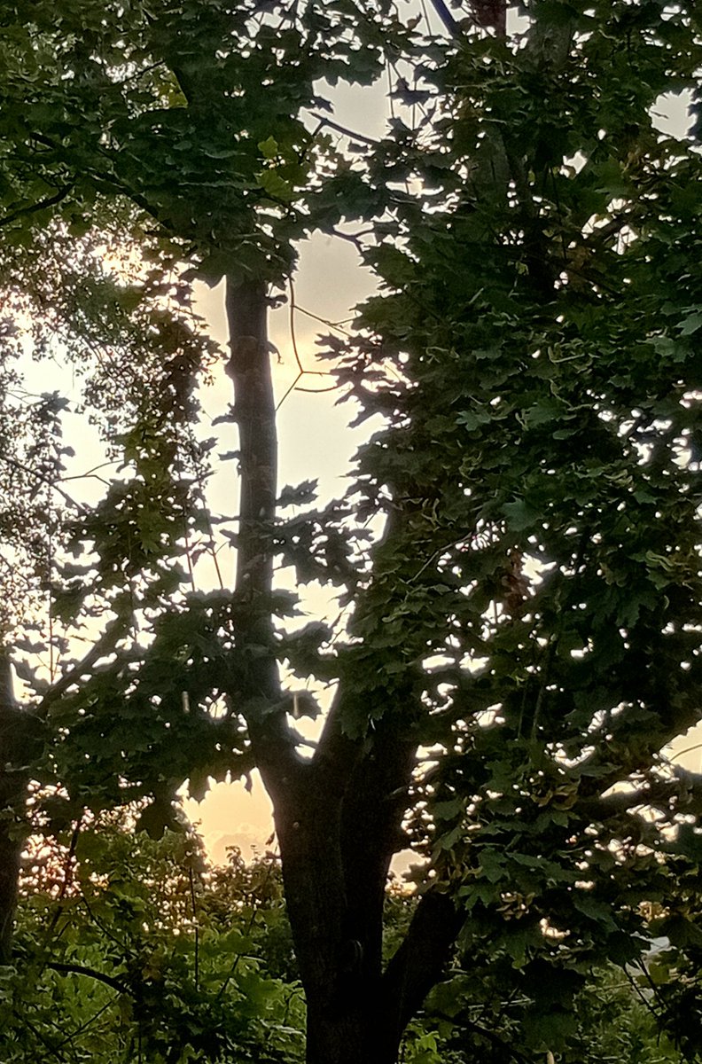 Катерина Галич tweet media