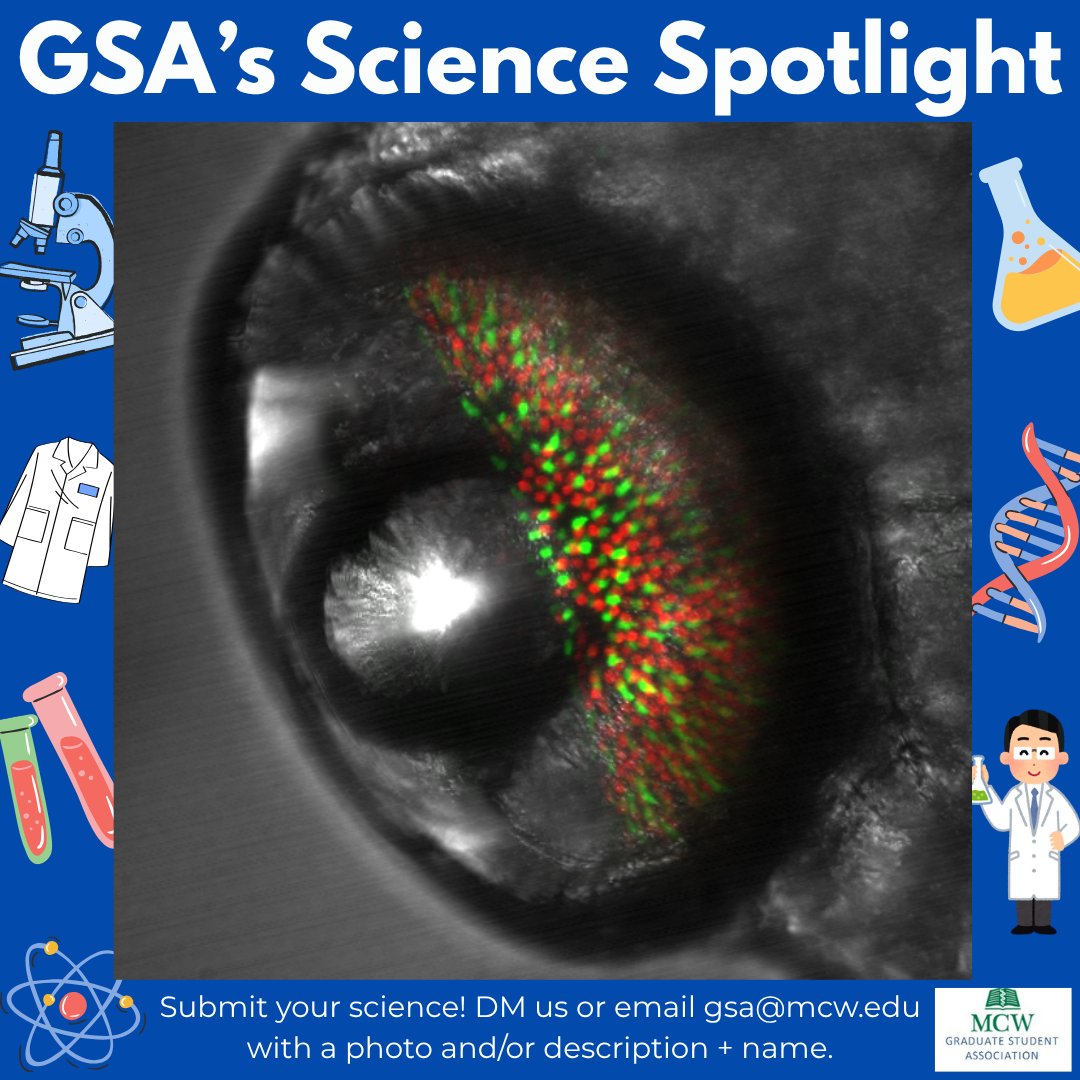 MCW_GSA's tweet photo. Check out this 40x confocal image of a transgenic zebrafish eye showing UV (red) and blue cones (green), key for color vision. Zebrafish use UV vision for prey detection and navigation!

Got interesting data or images? Send your science with a brief description to be featured! https://t.co/itQMzTTLO4