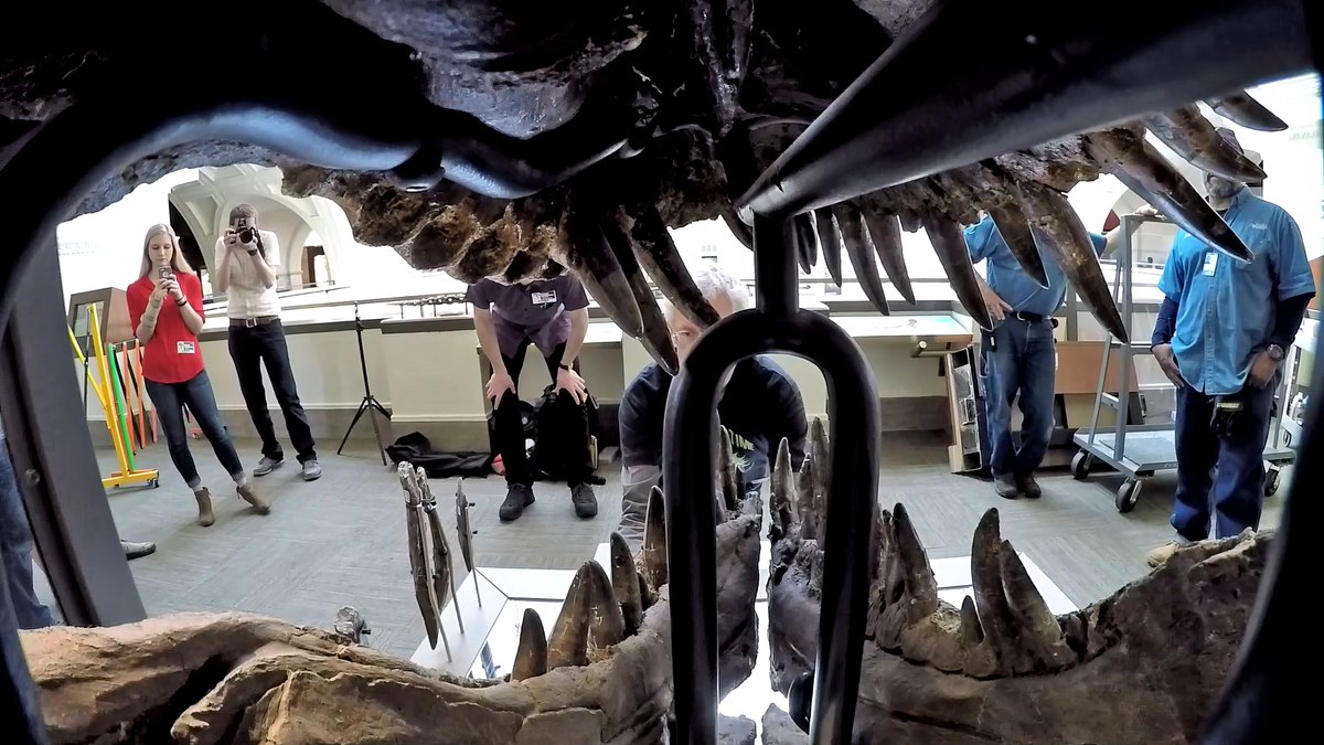 WitmerLab (@witmerlab) on Twitter photo 35 years ago day <a href="/SUEtheTrex/">SUE the T. rex 🦖</a> (FMNH PR 2081) was discovered by Sue Hendrickson. Few dinosaur specimens are as impressive, and our team has had the privilege of studying the original fossils & CT scan data many times. As always, thanks go to the <a href="/FieldMuseum/">Field Museum</a> for their support! 🦖 35 years ago day <a href="/SUEtheTrex/">SUE the T. rex 🦖</a> (FMNH PR 2081) was discovered by Sue Hendrickson. Few dinosaur specimens are as impressive, and our team has had the privilege of studying the original fossils & CT scan data many times. As always, thanks go to the <a href="/FieldMuseum/">Field Museum</a> for their support! 🦖