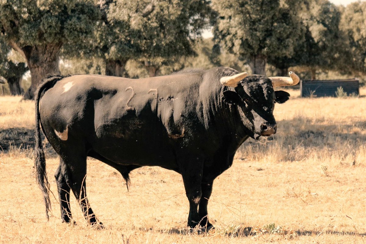 📸📸 Toros de 𝗖𝗔𝗦𝗧𝗜𝗟𝗟𝗘𝗝𝗢 𝗗𝗘 𝗛𝗨𝗘𝗕𝗥𝗔.

Serán lidiados por 𝗔𝗡𝗧𝗢𝗡𝗜𝗢 𝗙𝗘𝗥𝗥𝗘𝗥𝗔, 𝗘𝗟 𝗙𝗔𝗡𝗗𝗜 𝗬 𝗠𝗔𝗡𝗨𝗘𝗟 𝗘𝗦𝗖𝗥𝗜𝗕𝗔𝗡𝗢.

🔗 Galería: facebook.com/share/p/1BodQM…

👉🏻🎟️ ¡𝗖𝗢𝗠𝗣𝗥𝗔 𝗧𝗨𝗦 𝗘𝗡𝗧𝗥𝗔𝗗𝗔𝗦! en taquillas o en tauroemocion.es
