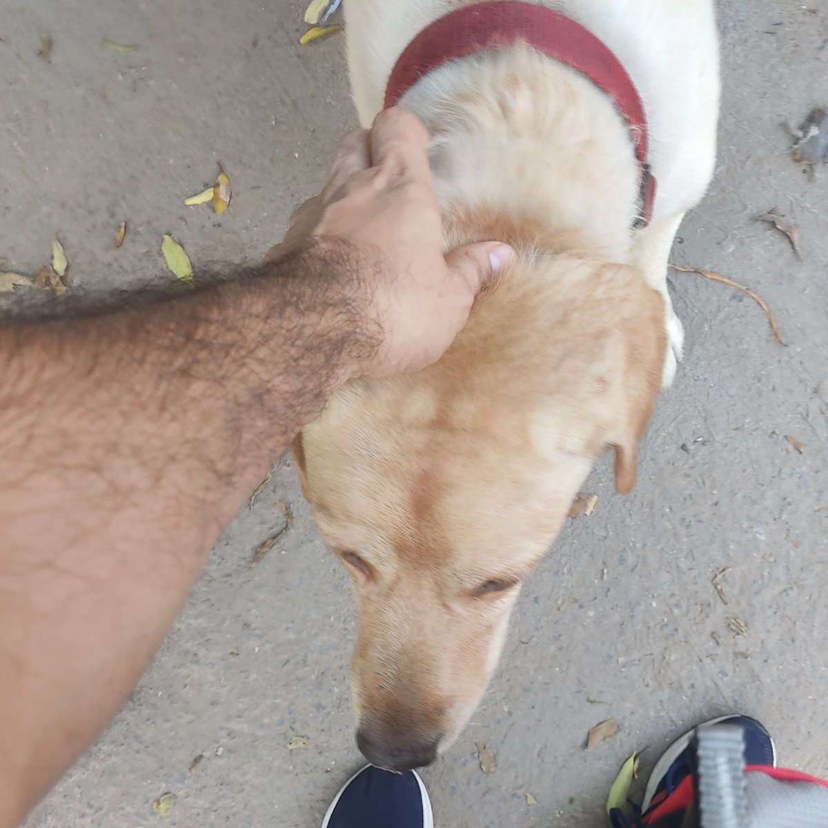 PandeNishant02's tweet photo. Anyday Dogs are better than humans! 🐶♥️

#dogs #delhidogs #StrayDogs https://t.co/EAgraXVLin