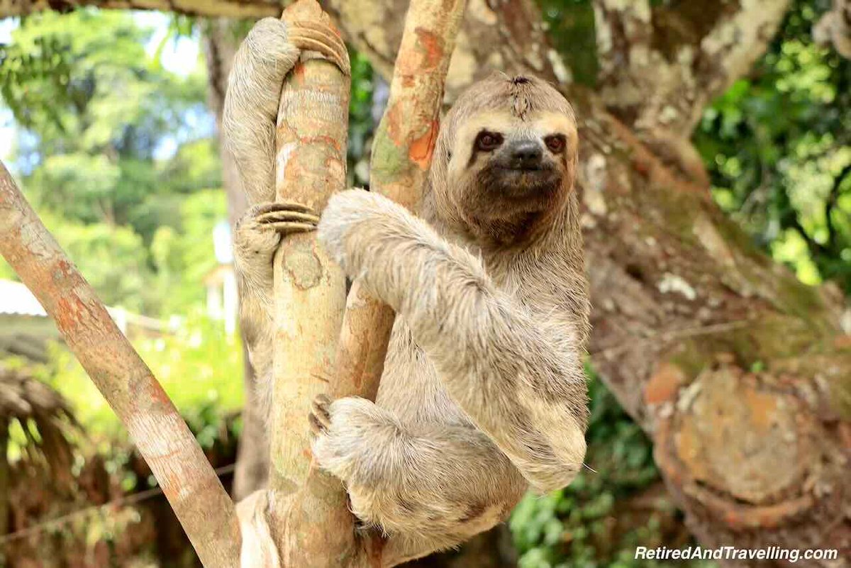 TravelAtWill's tweet image. We loved all the great things we saw and did when we visited Brazil.  A trip up the Amazon was amazing!  retiredandtravelling.com/so-many-reason…  #TTOT #TRLT @AmazonRiver @FestadParintins