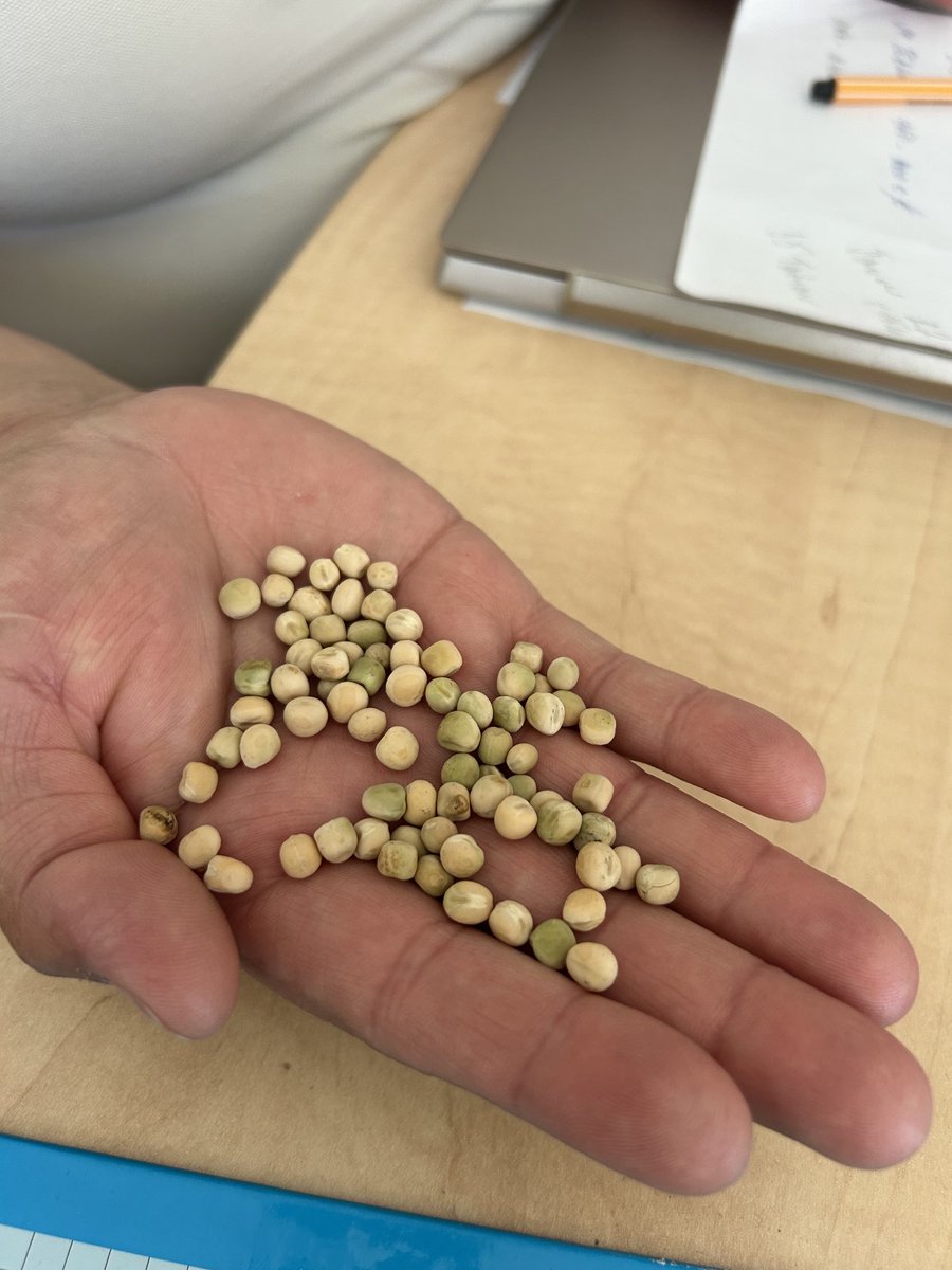 peteraposjme's tweet image. Hrách ozimý od Svitav.