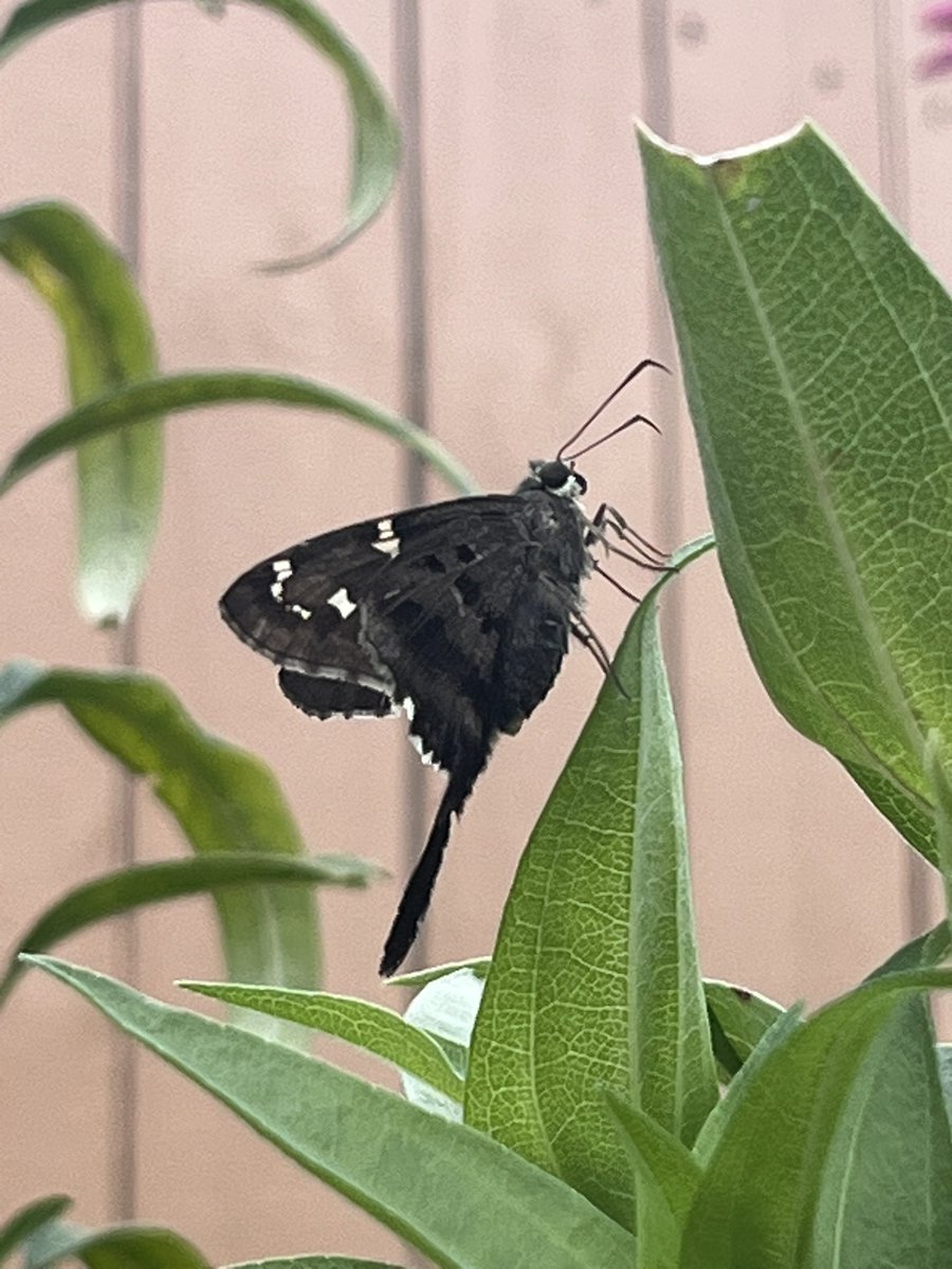 This lil guy wanted me to document his beauty